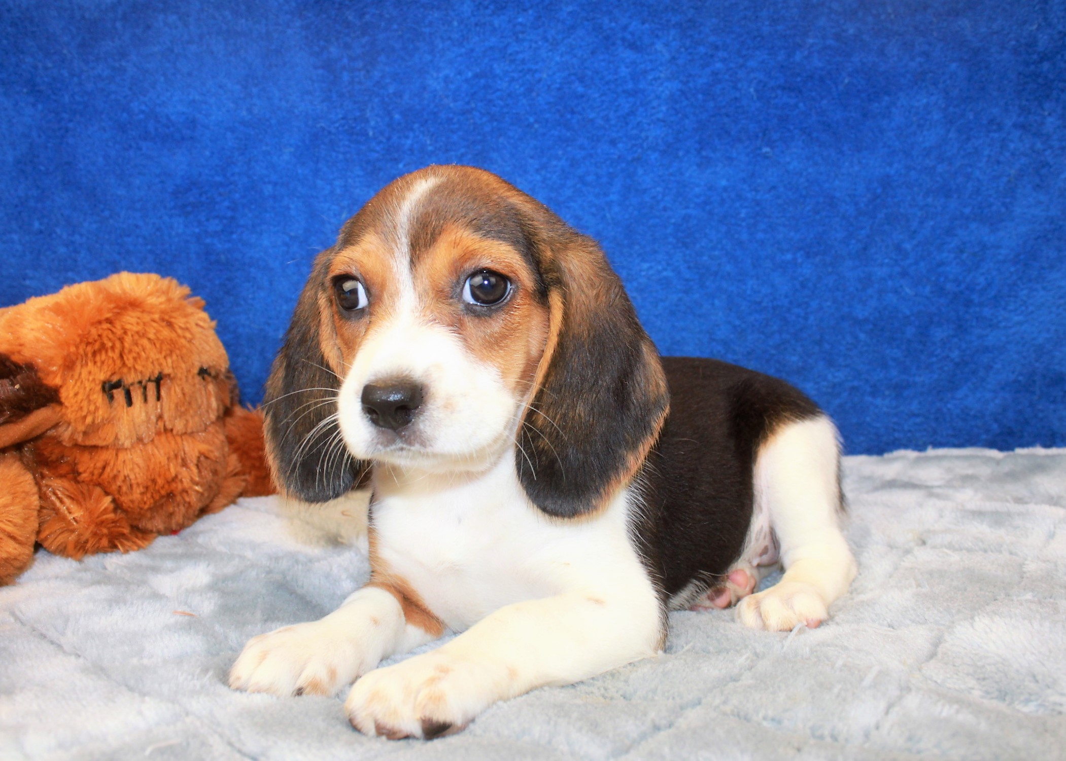 Beagle Puppies For Sale - Long Island Puppies