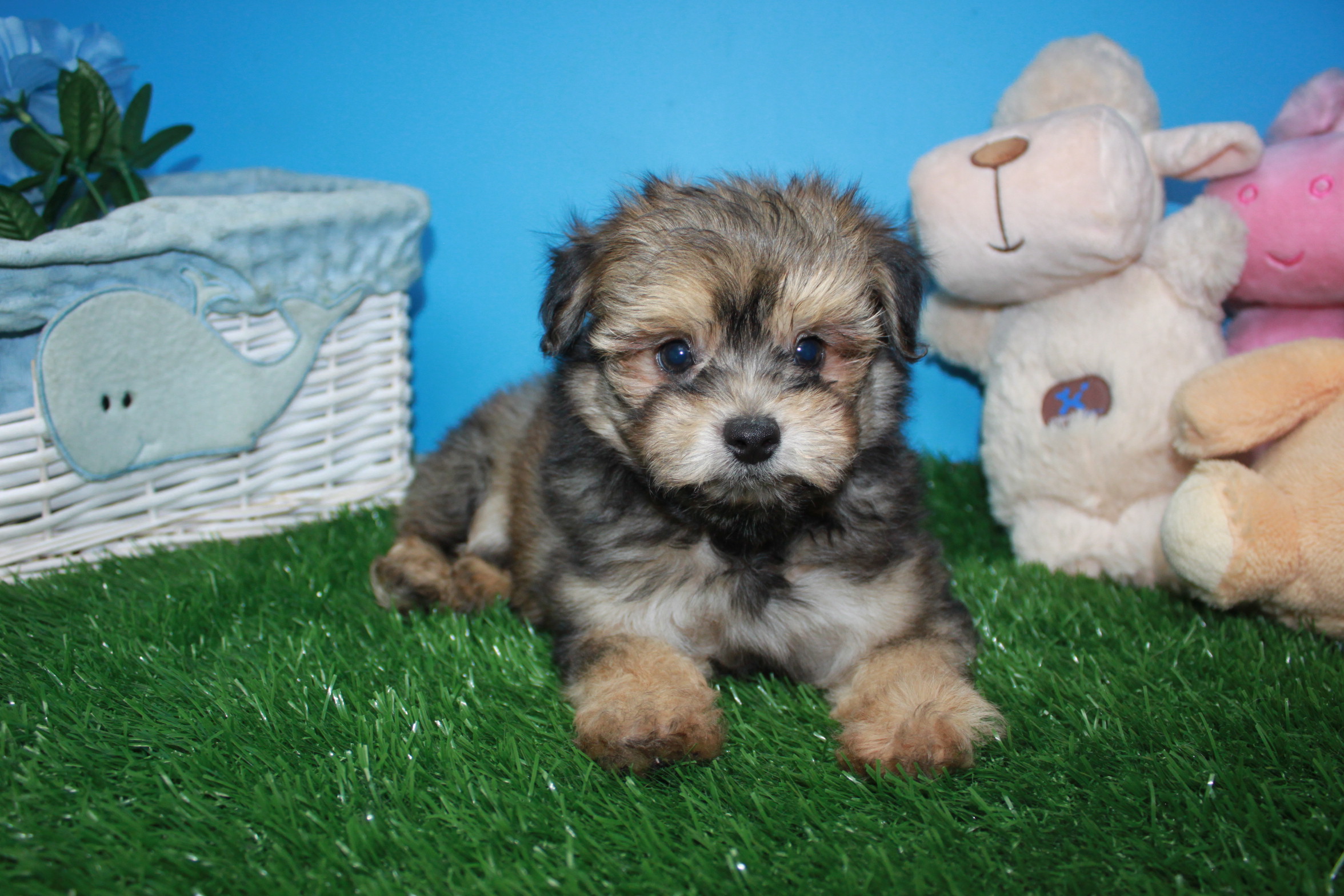 Malti Poo Puppies For Sale - Long Island Puppies