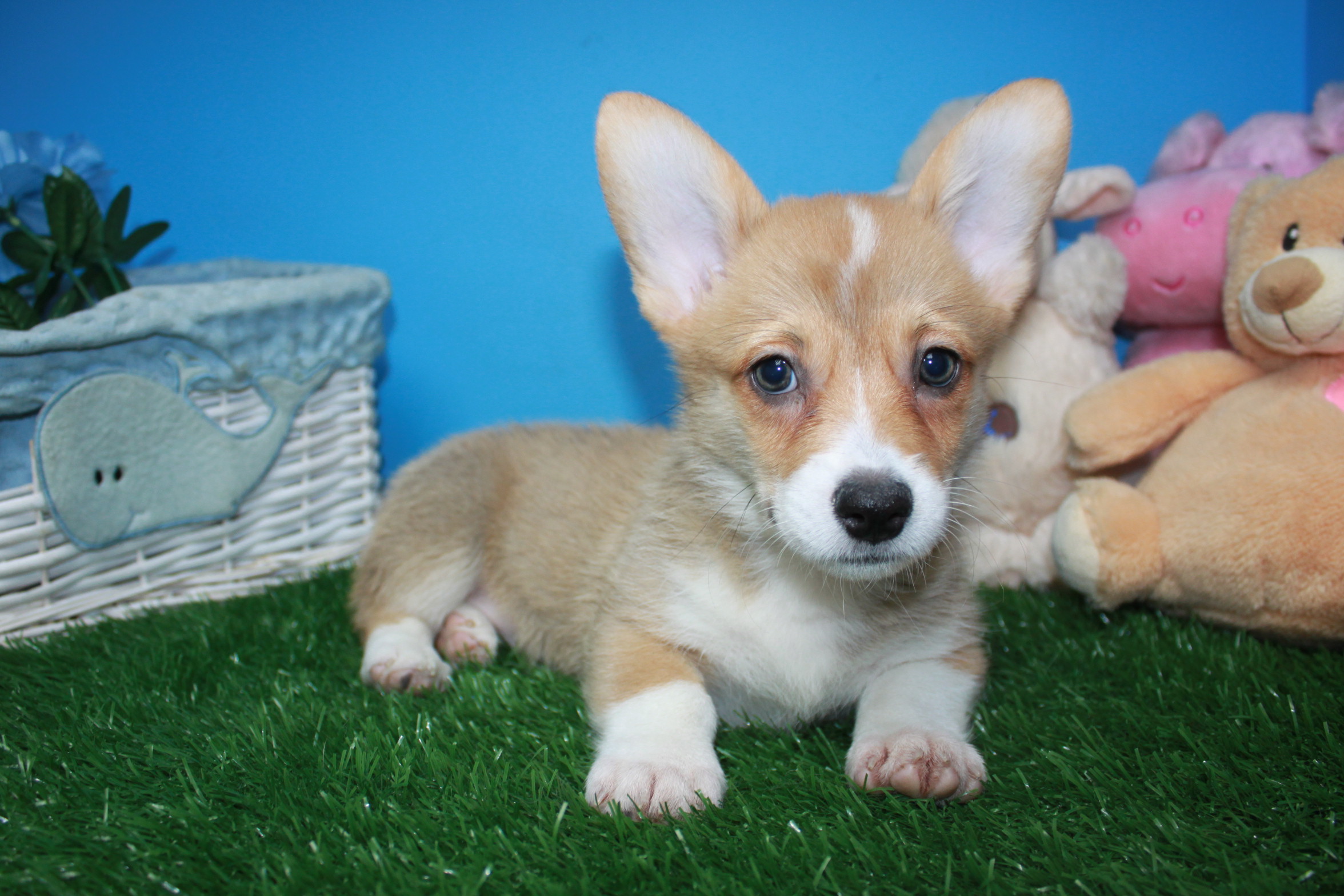 Pembroke Welsh Corgi Puppies For Sale - Long Island Puppies