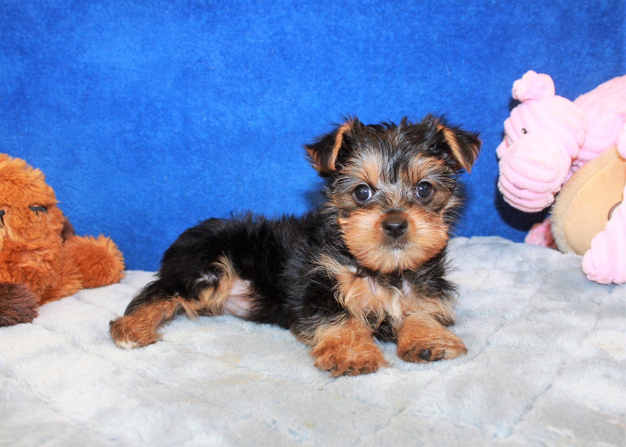 Yorkshire Terrier Puppies For Sale - Long Island Puppies