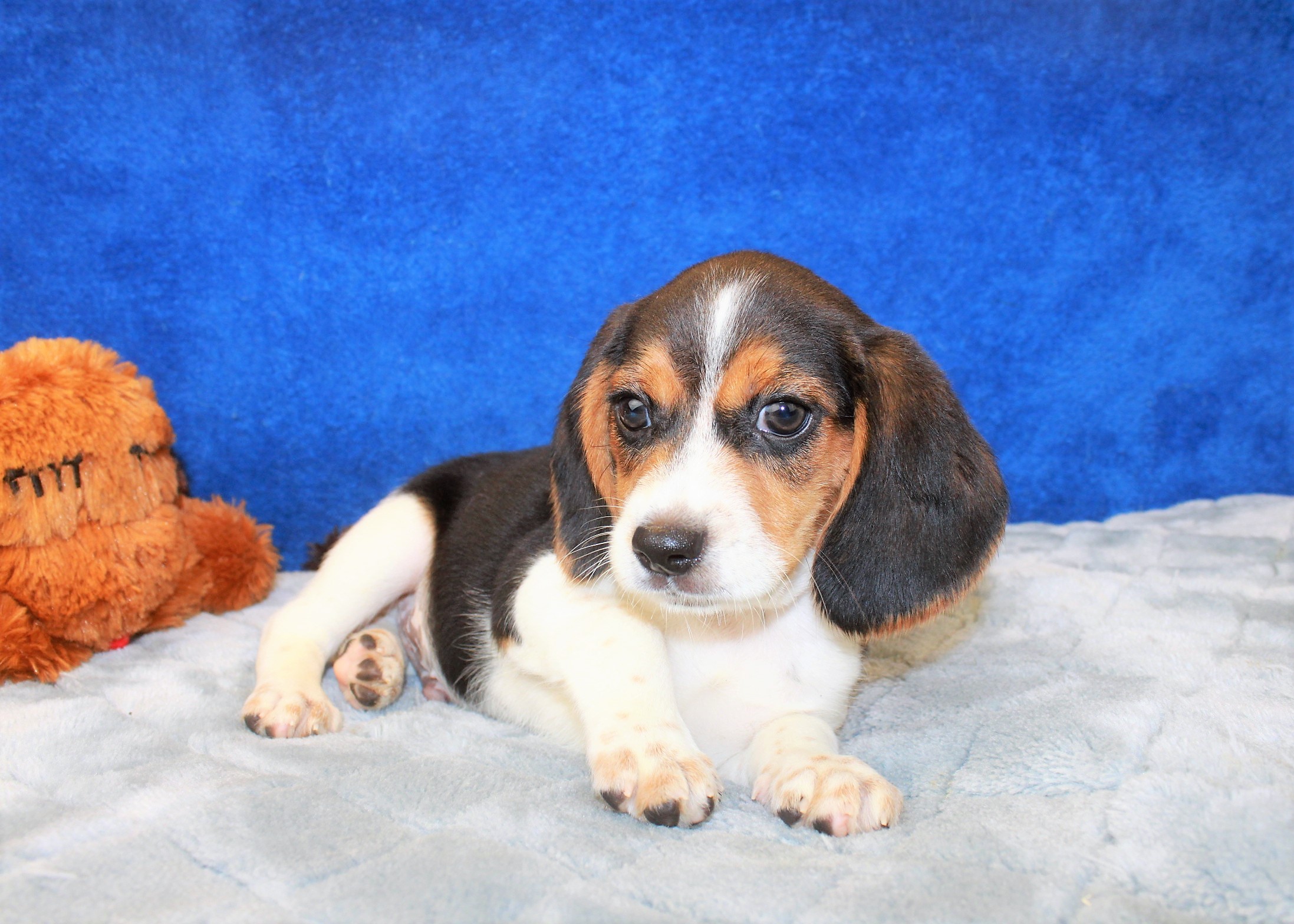 Hicksville - Available Puppies - Long Island Puppies