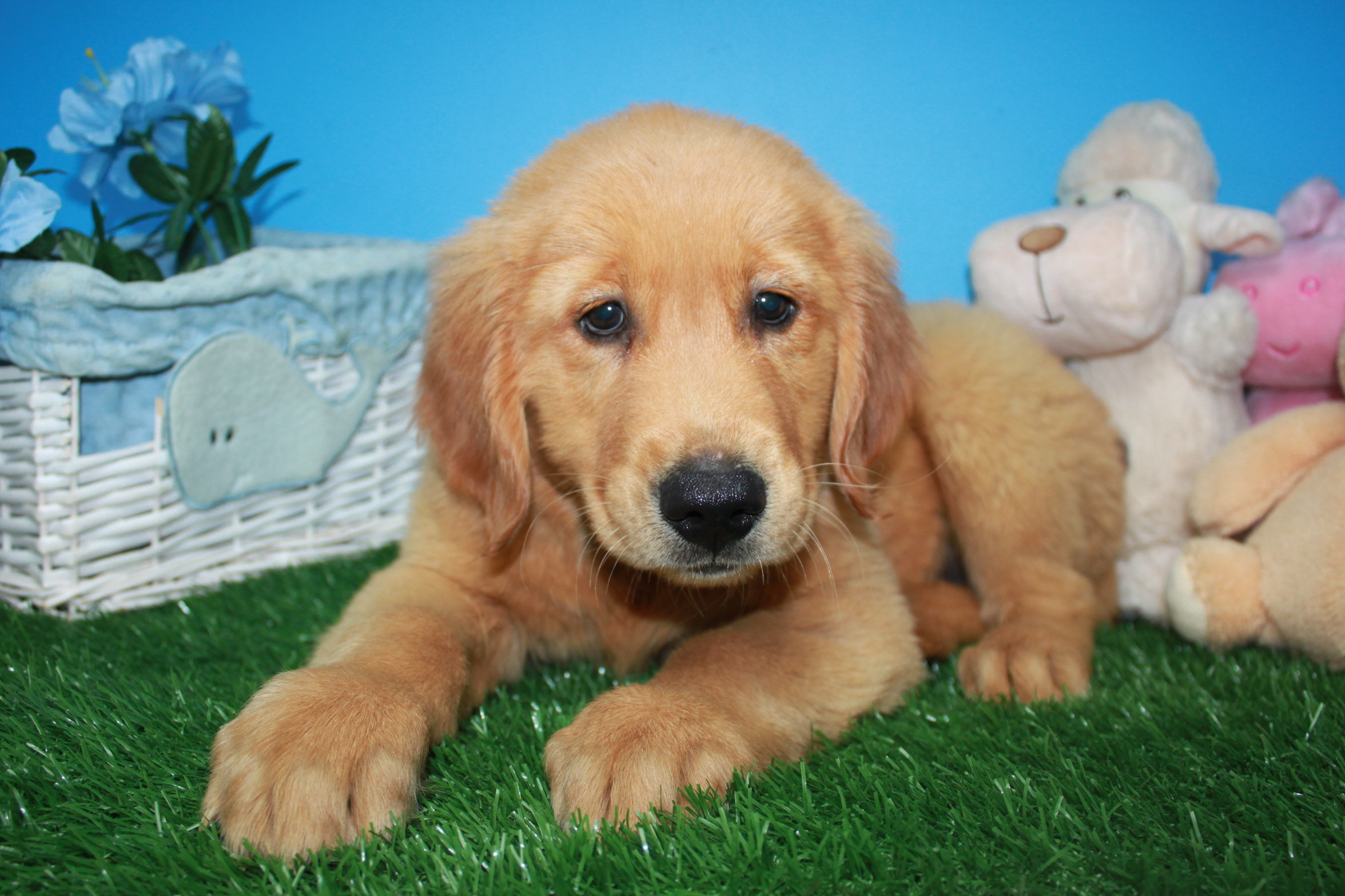 Golden Retriever Puppies For Sale - Long Island Puppies