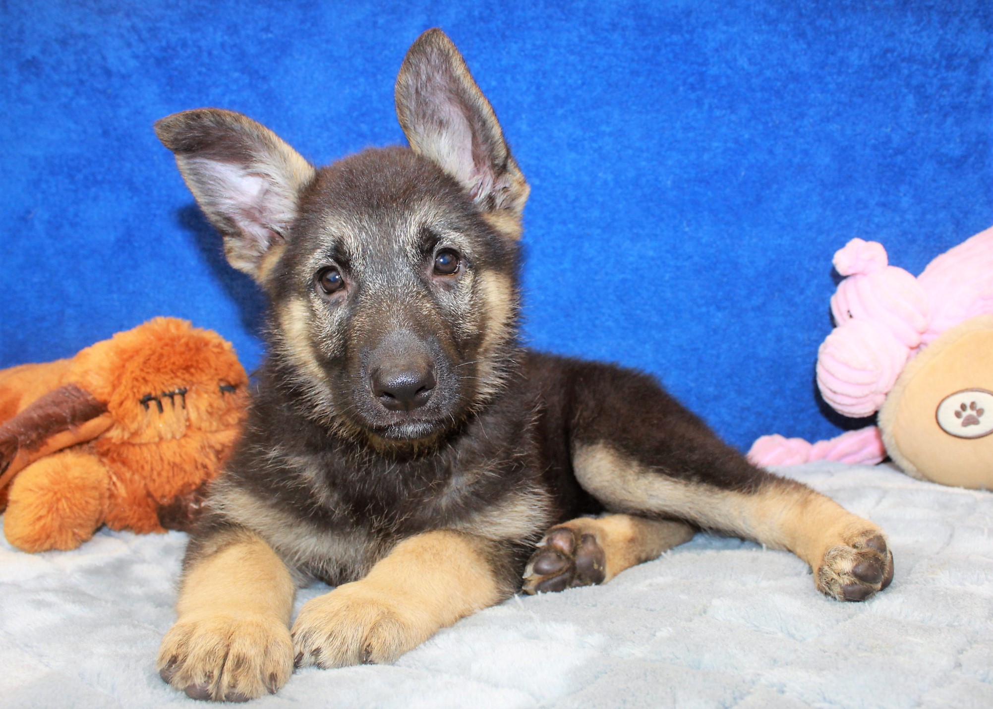 german-shepherd-puppies-for-sale-long-island-puppies