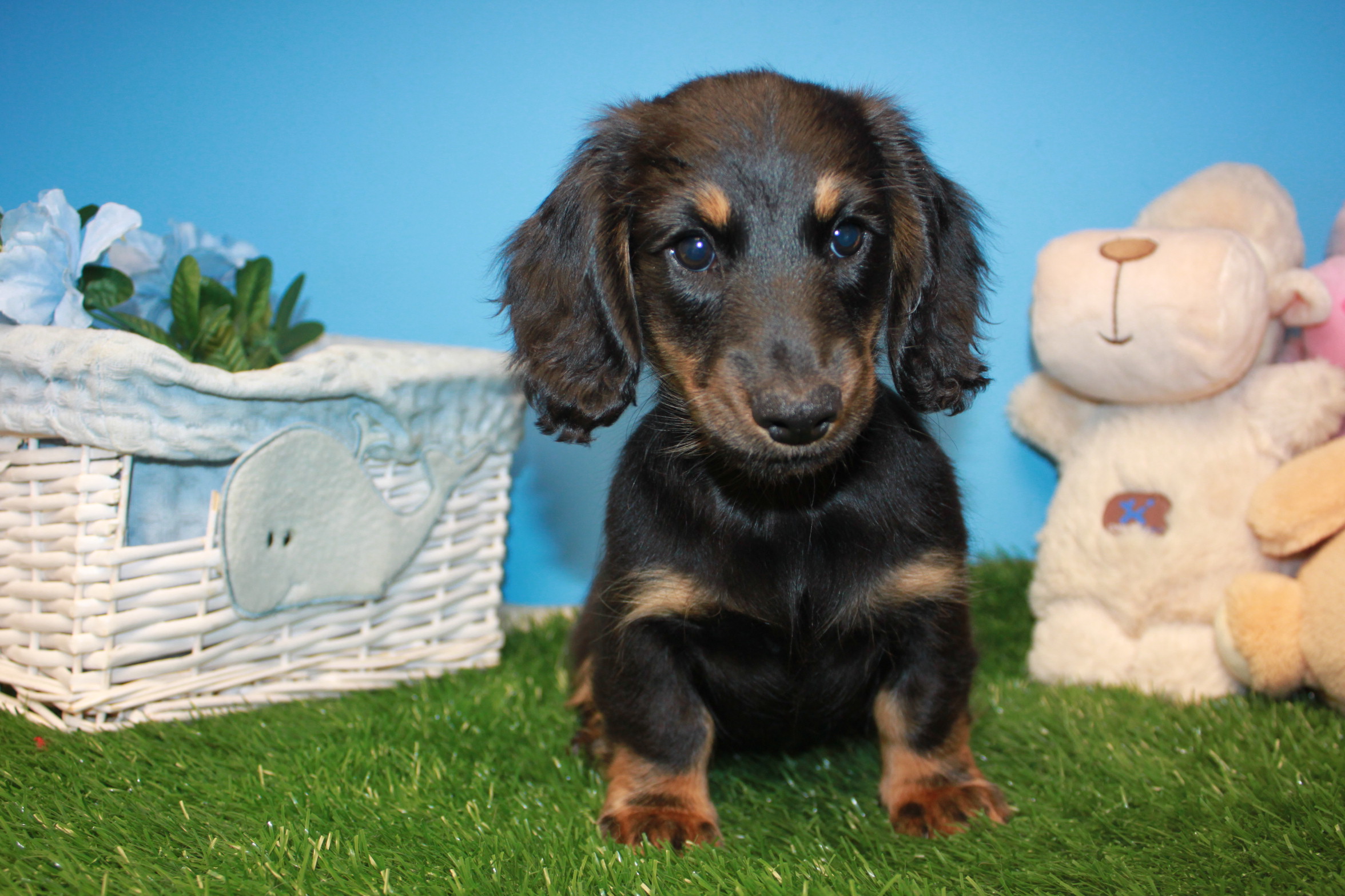 Dachshund Puppies For Sale - Long Island Puppies