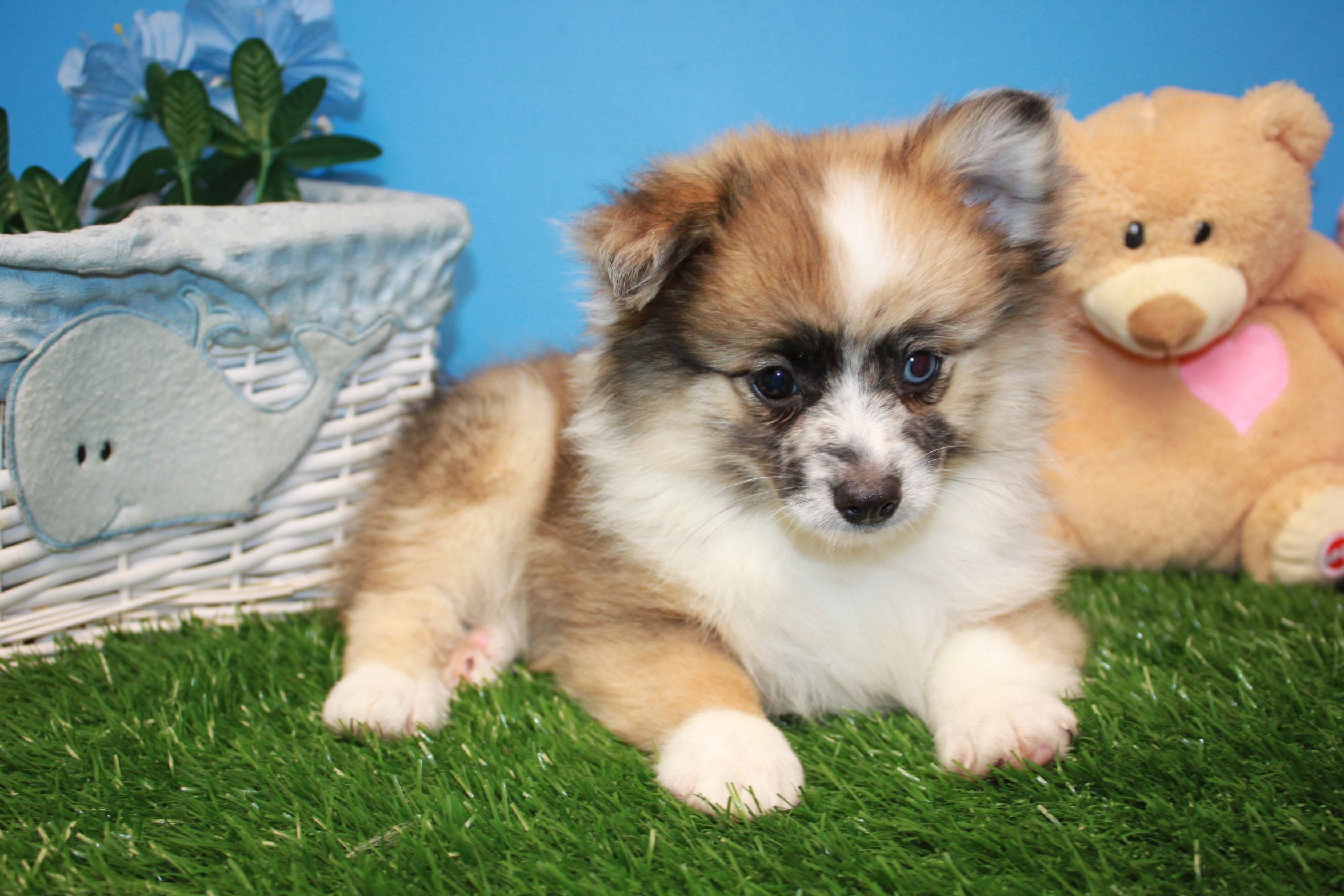 Pomeranian Puppies For Sale - Long Island Puppies