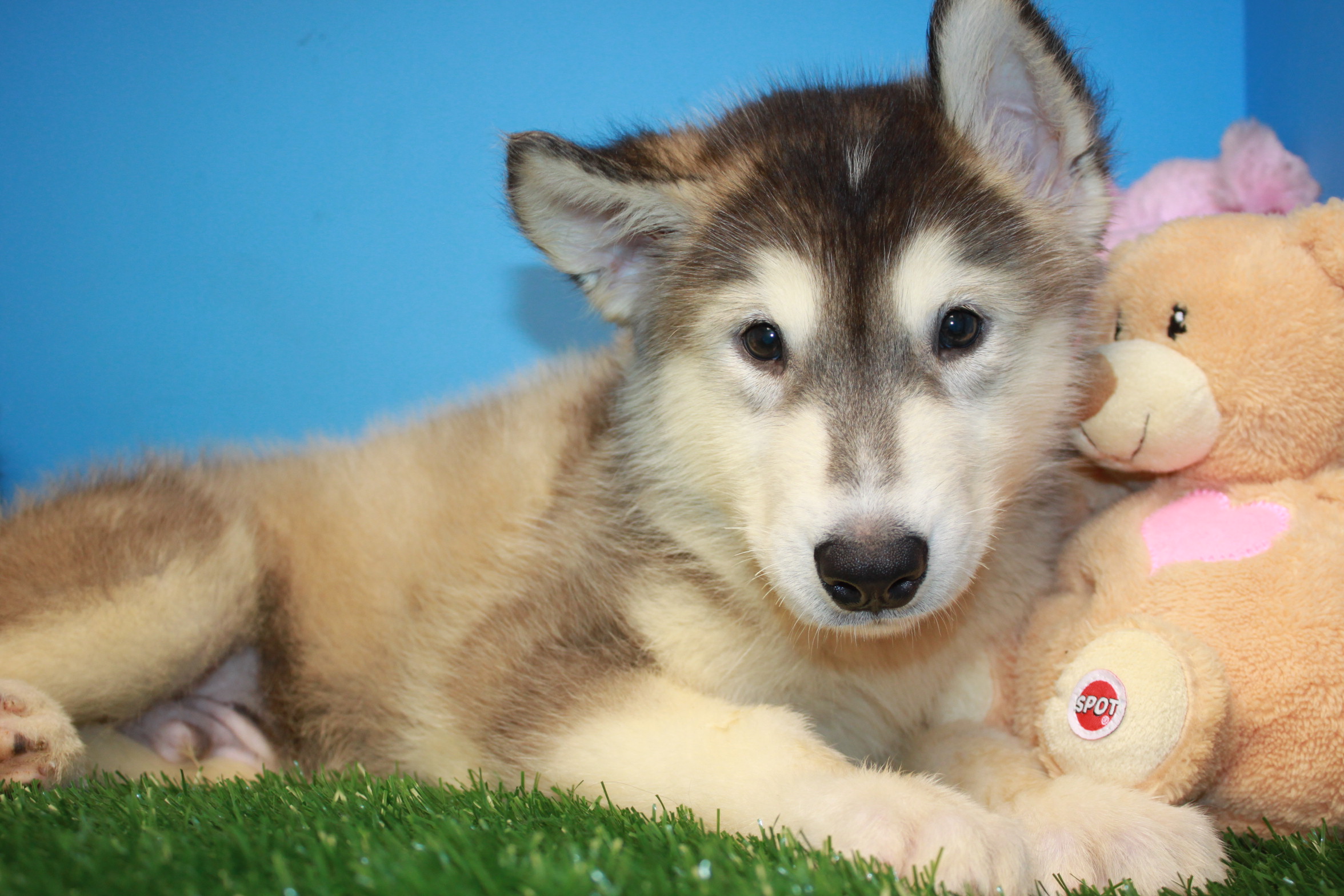 Alaskan Malamute Puppies For Sale - Long Island Puppies