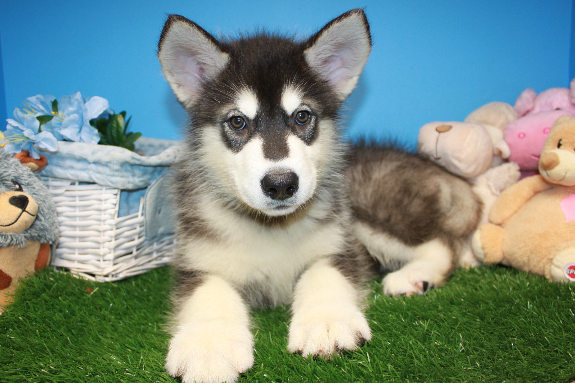 Alaskan Malamute Puppies For Sale - Long Island Puppies