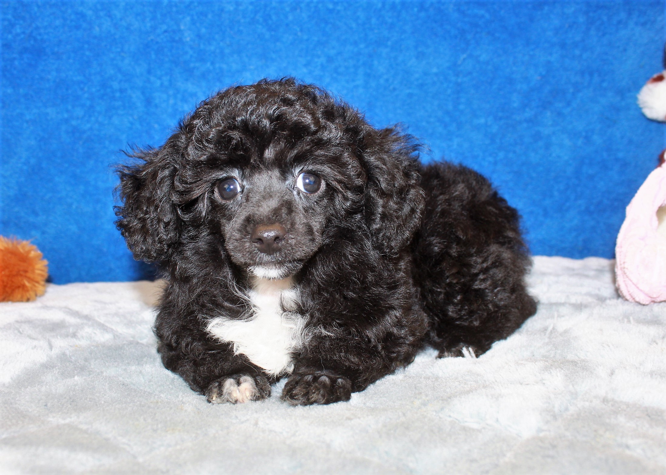 Poodle Puppies For Sale - Long Island Puppies