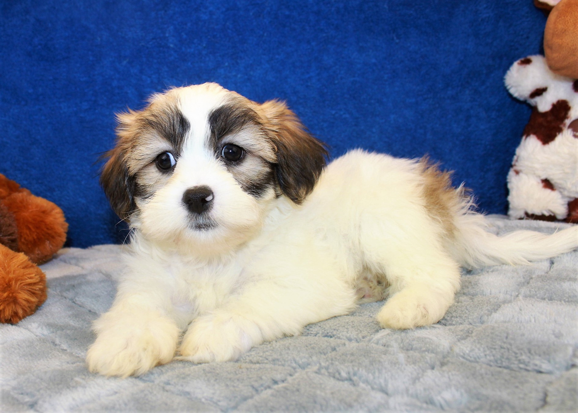 Teddy Bear Puppies For Sale - Long Island Puppies