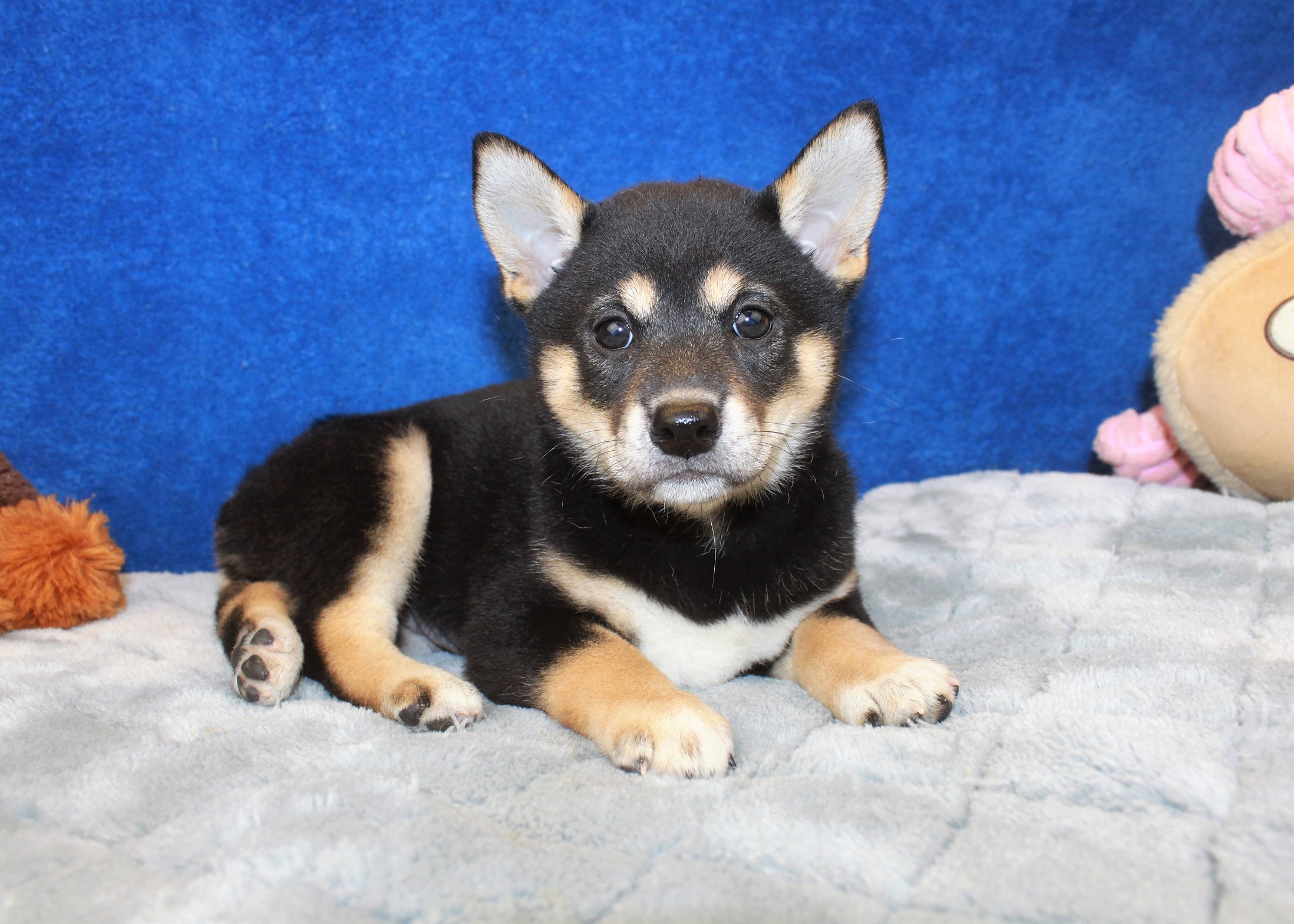 Shiba Inu Puppies For Sale Long Island Puppies