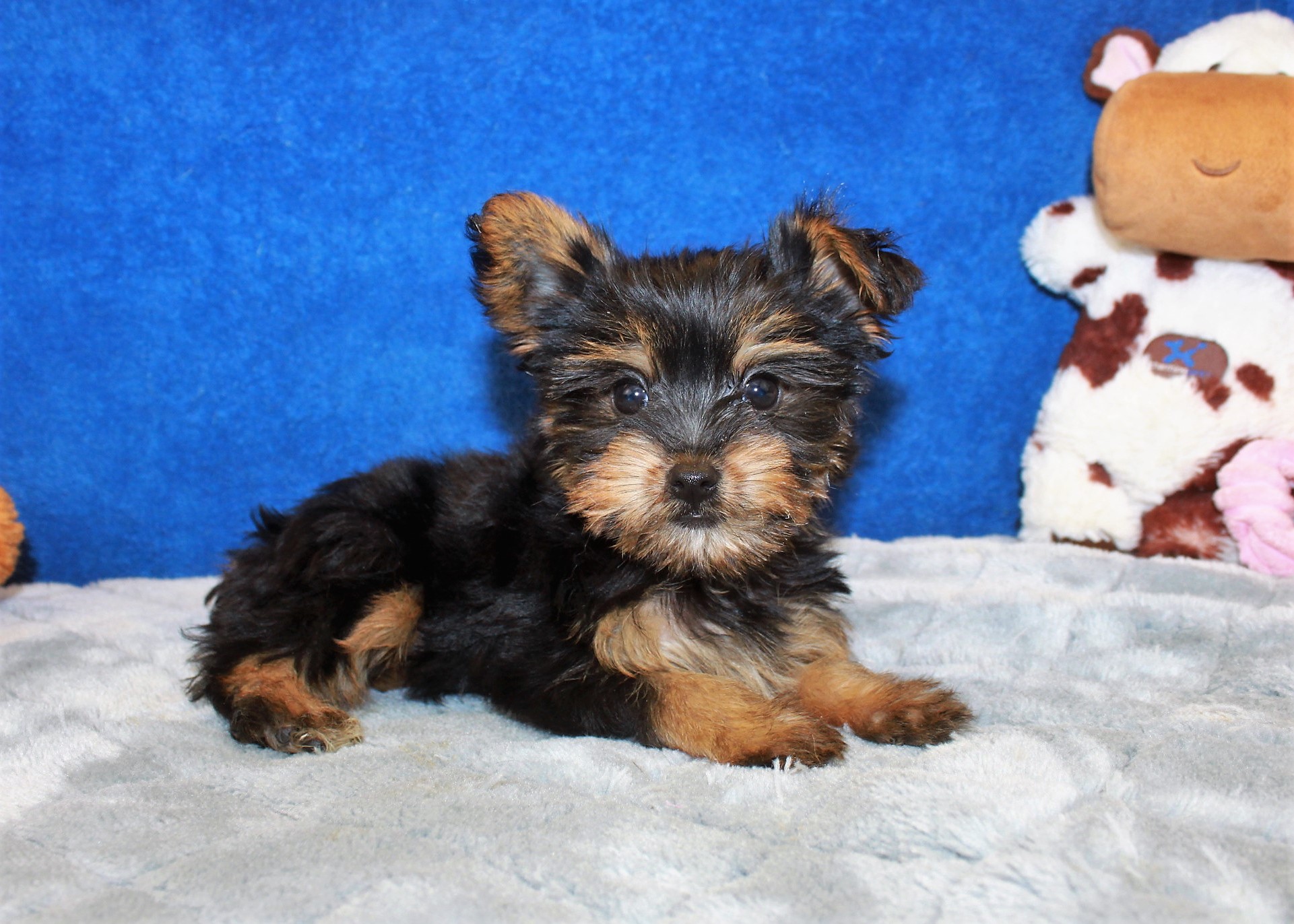 Yorkshire Terrier Puppies For Sale - Long Island Puppies