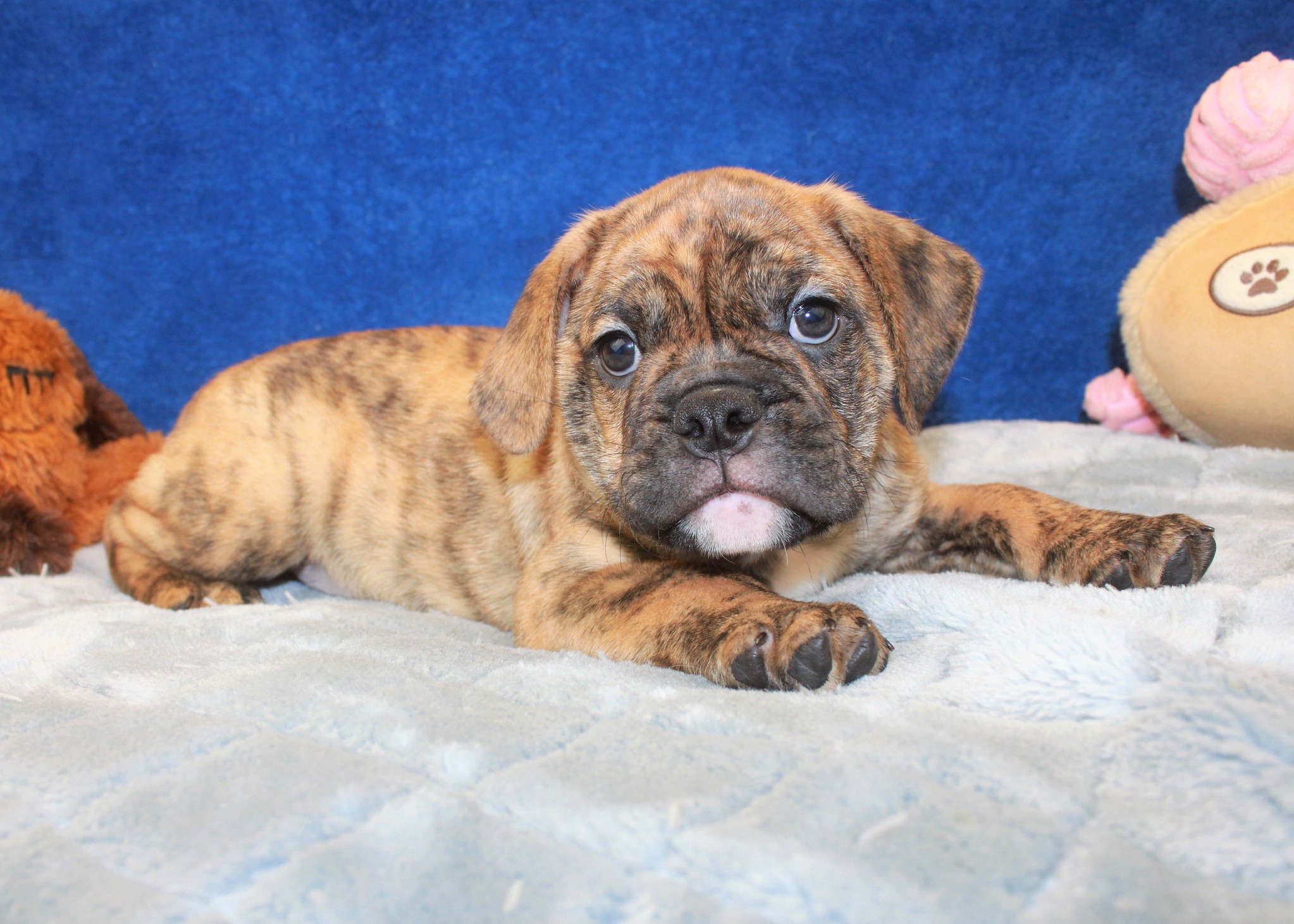 Mini Bulldog Puppies For Sale - Long Island Puppies