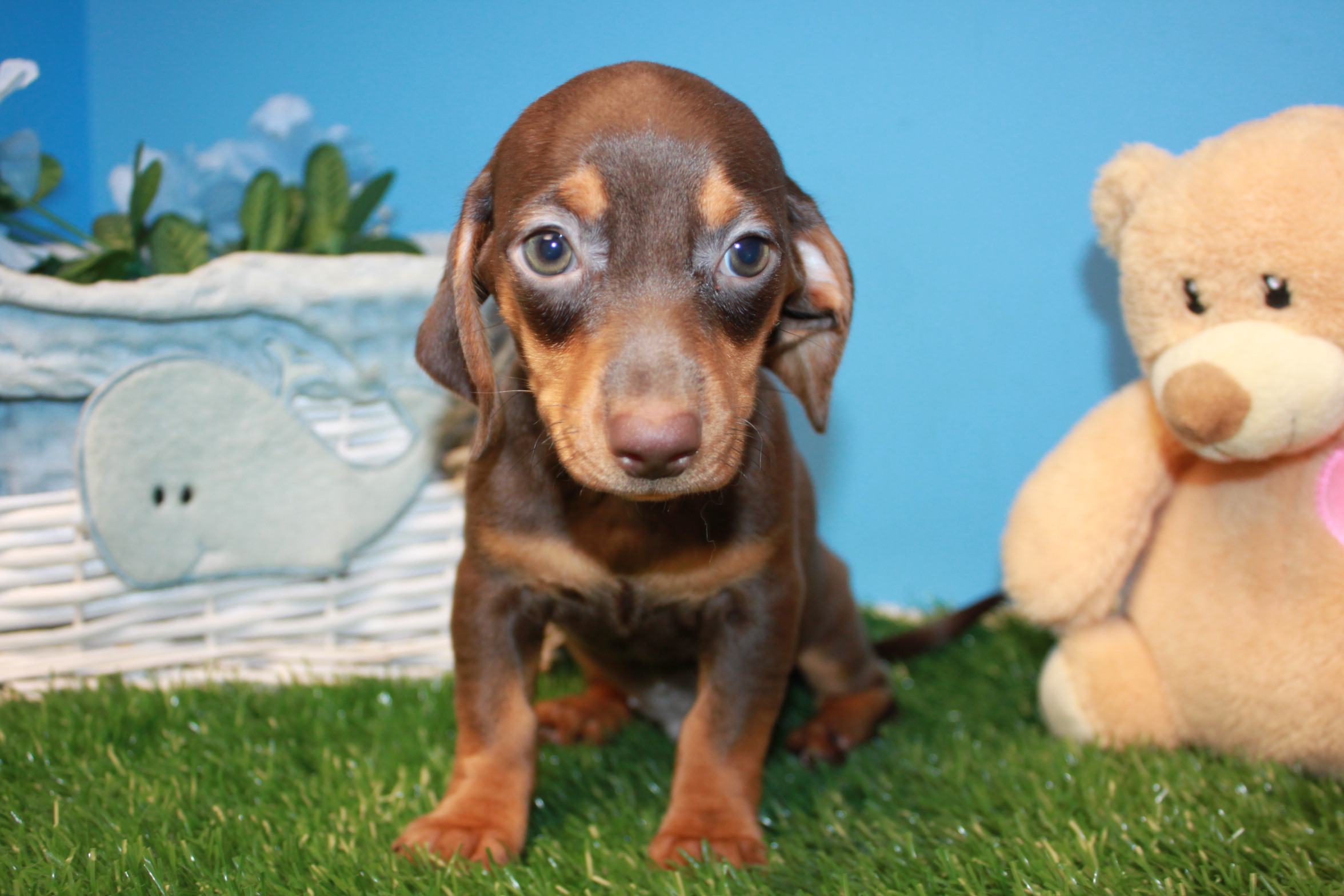 Dachshund Puppies For Sale - Long Island Puppies