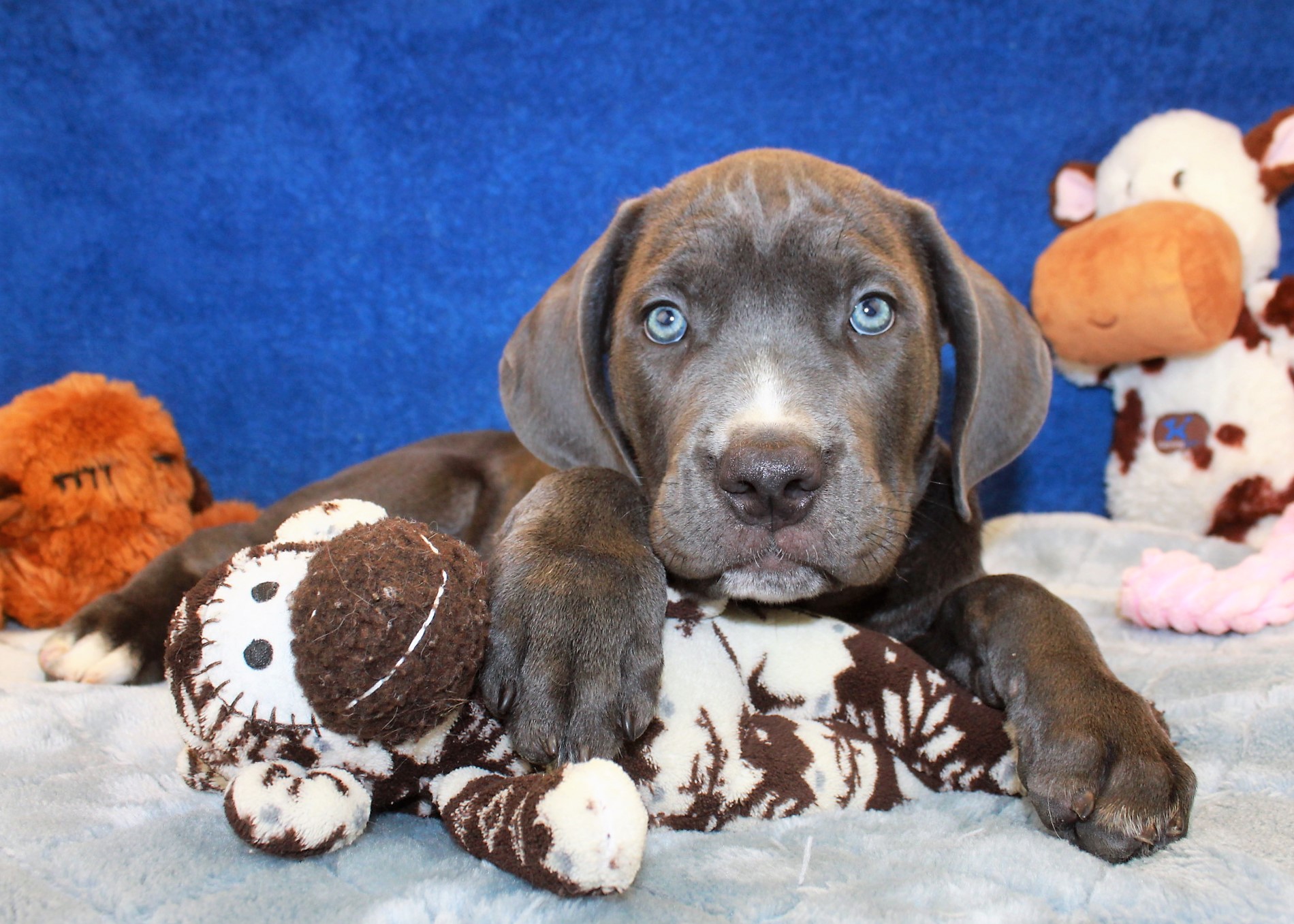 Hicksville - Available Puppies - Long Island Puppies