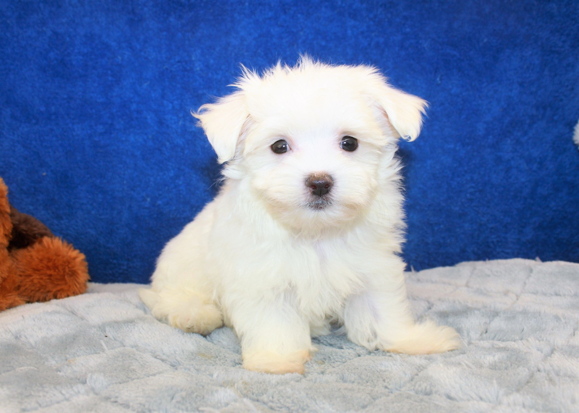 Maltese Puppies For Sale - Long Island Puppies