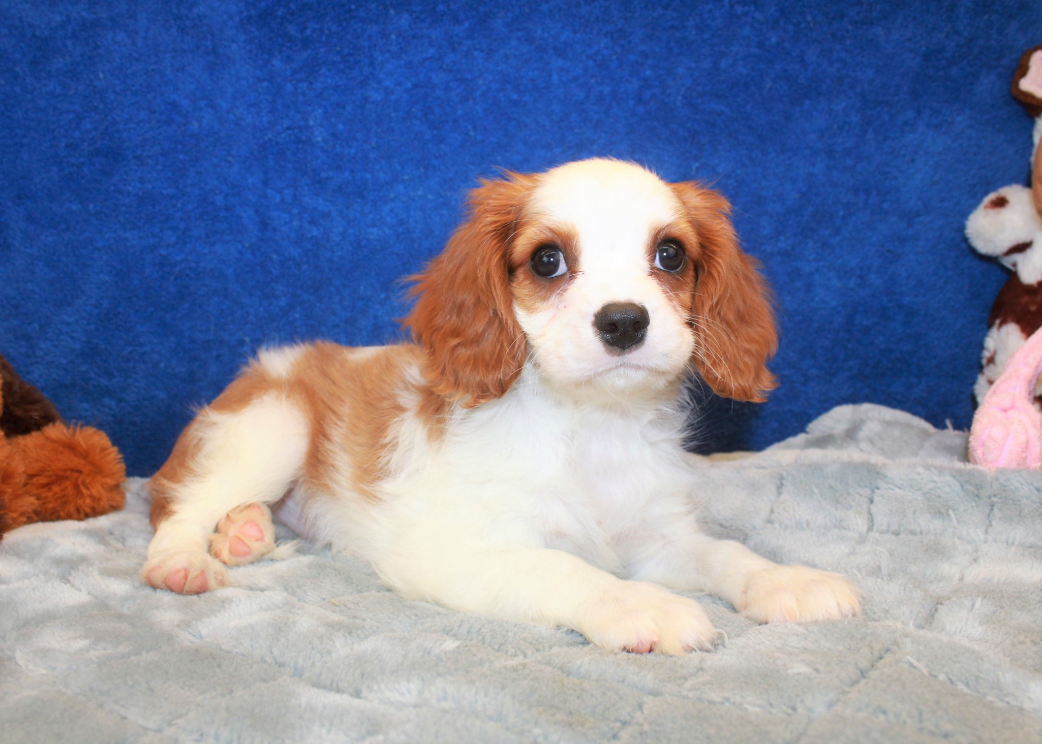 Cavalier King Charles Spaniel Puppies For Sale - Long Island Puppies