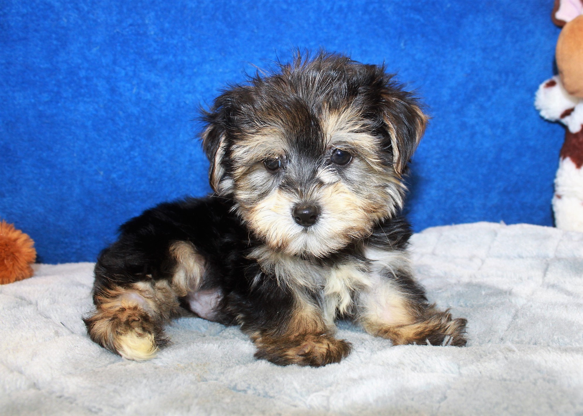 Morkie Puppies For Sale Long Island Puppies   30 1 