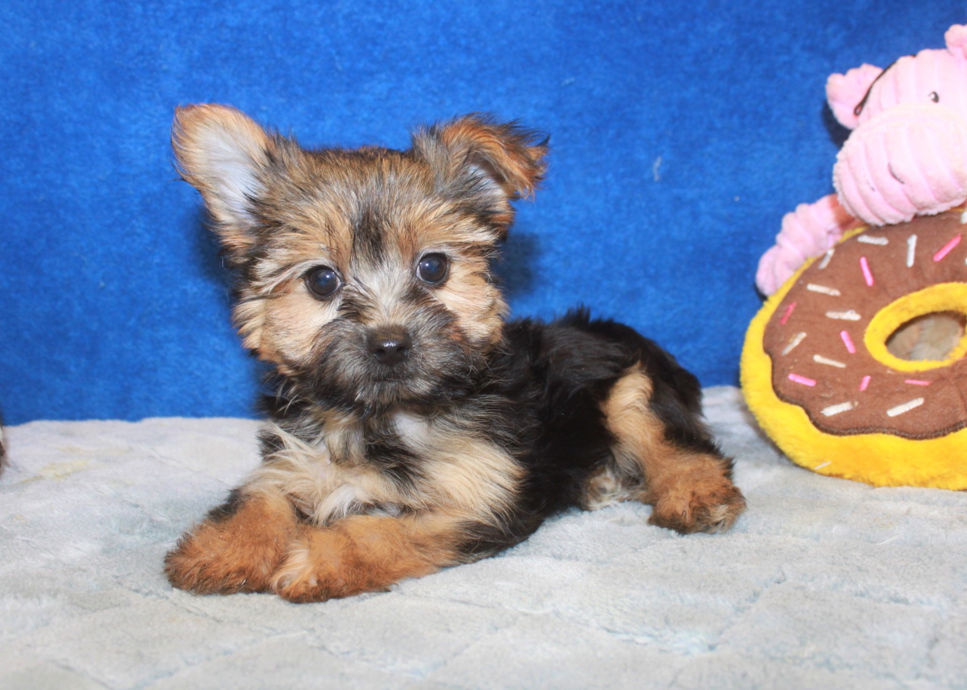 Morkie Puppies For Sale - Long Island Puppies