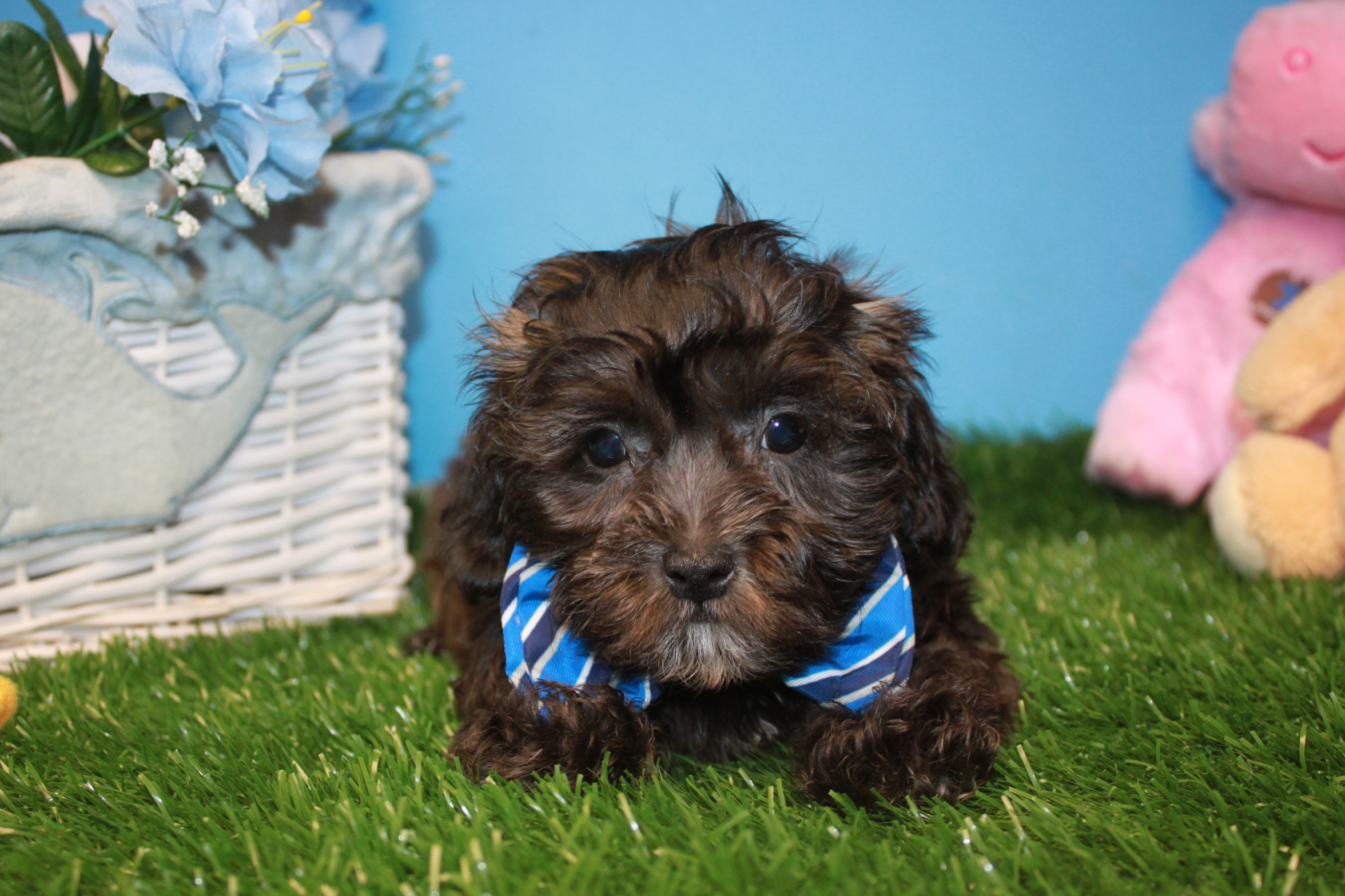 Malti Poo Puppies For Sale - Long Island Puppies