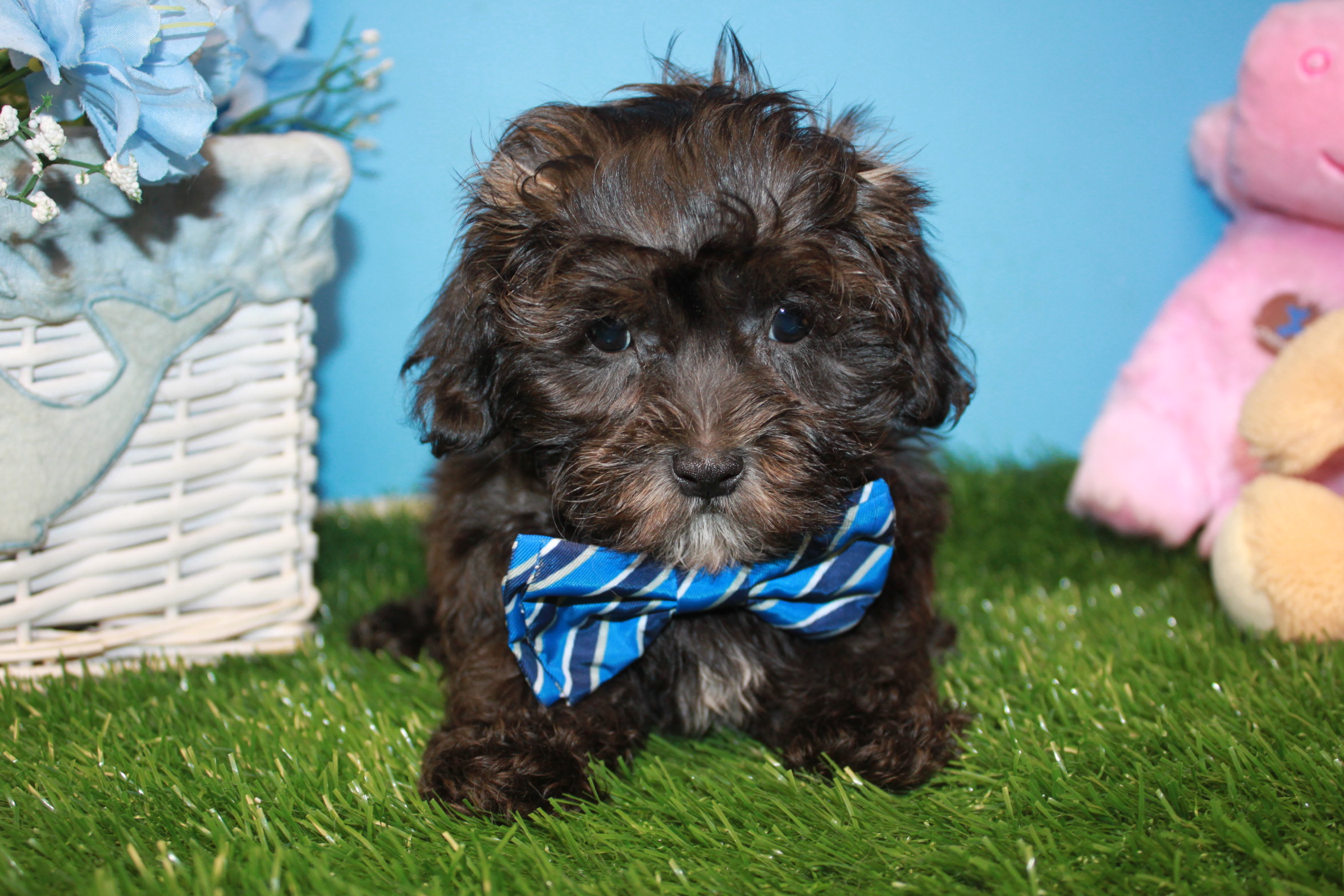 Malti Poo Puppies For Sale - Long Island Puppies