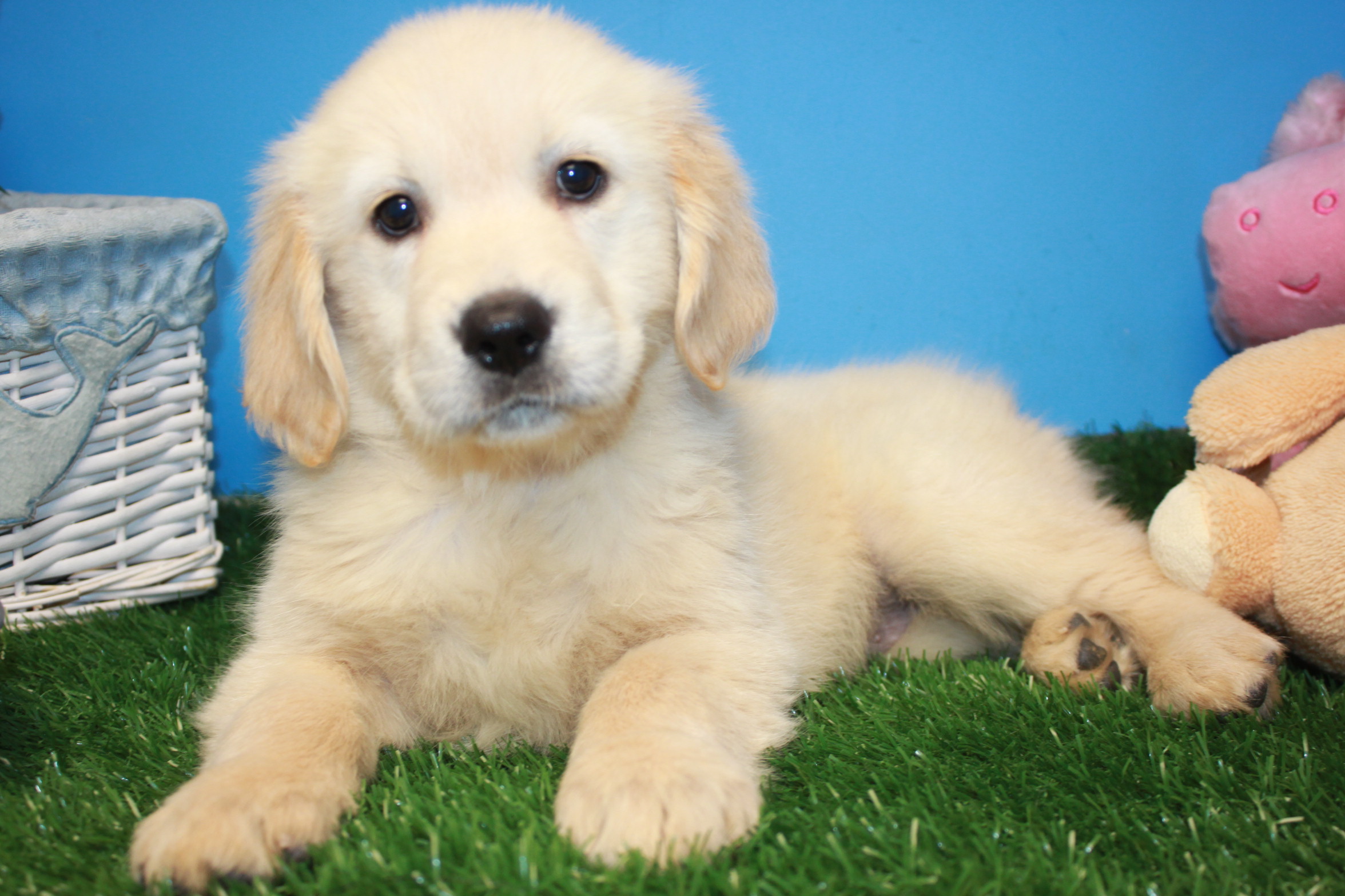 Golden Retriever Puppies For Sale - Long Island Puppies