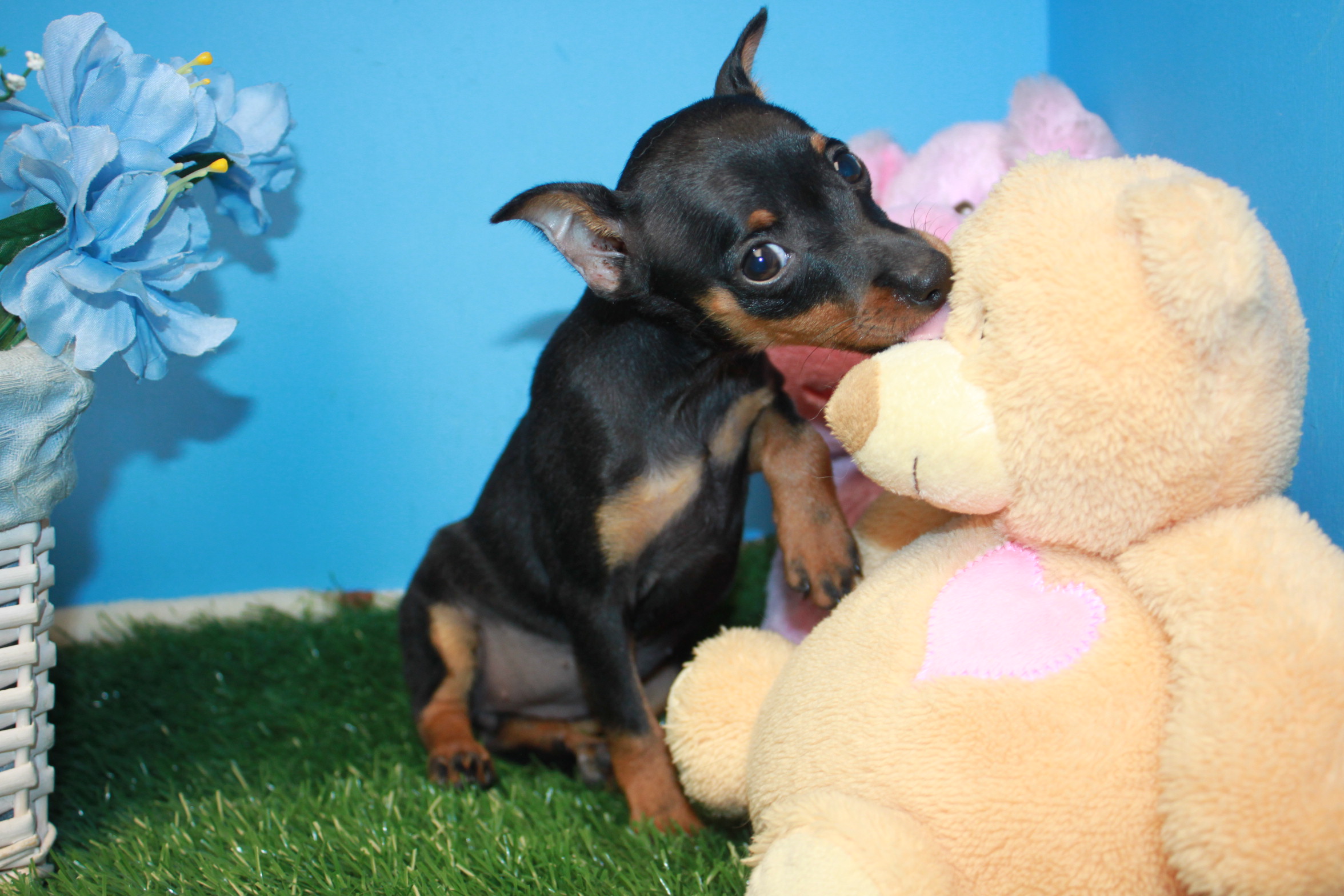 Miniature Pinscher Puppies For Sale - Long Island Puppies