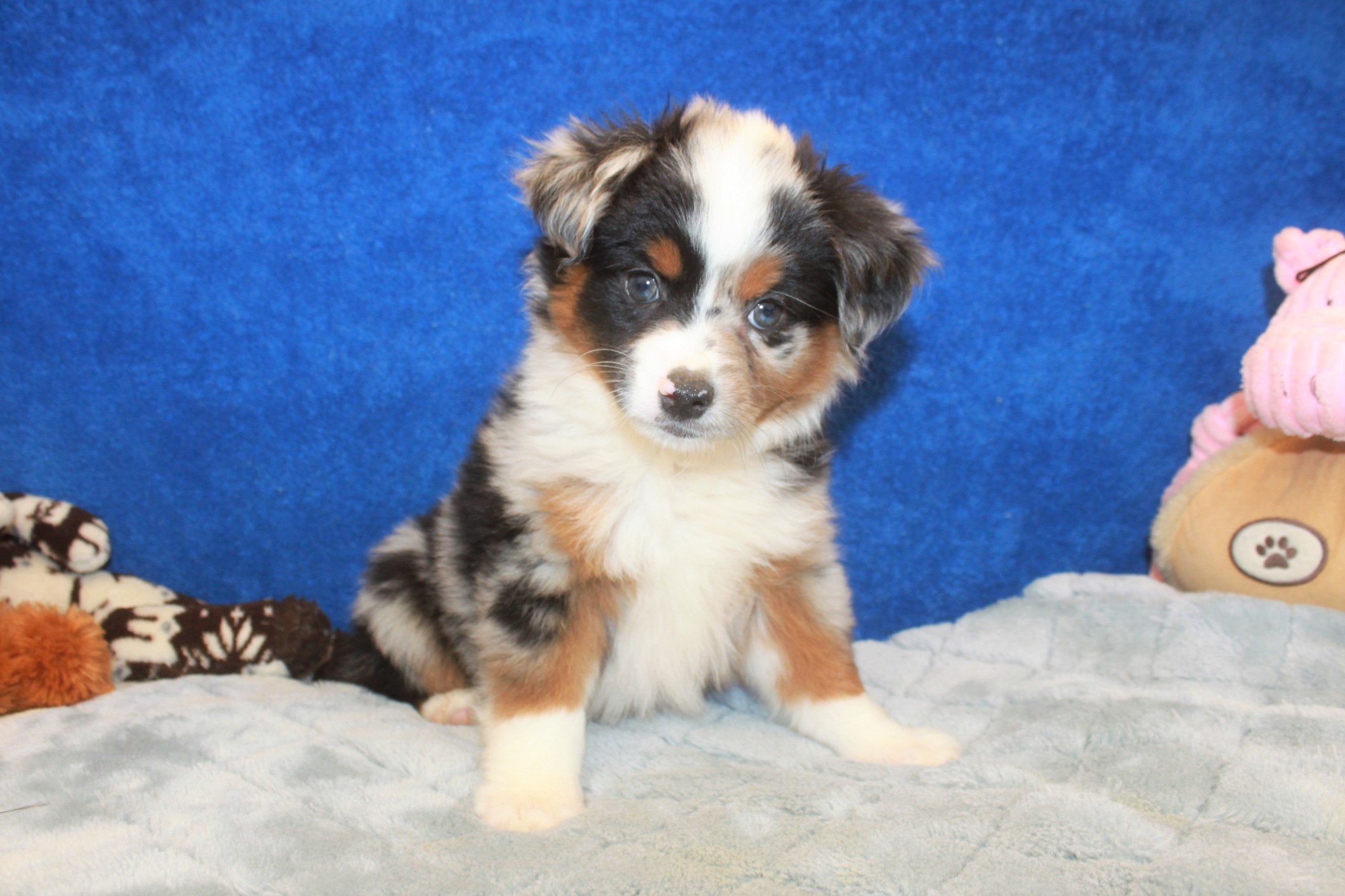 Hicksville - Available Puppies - Long Island Puppies