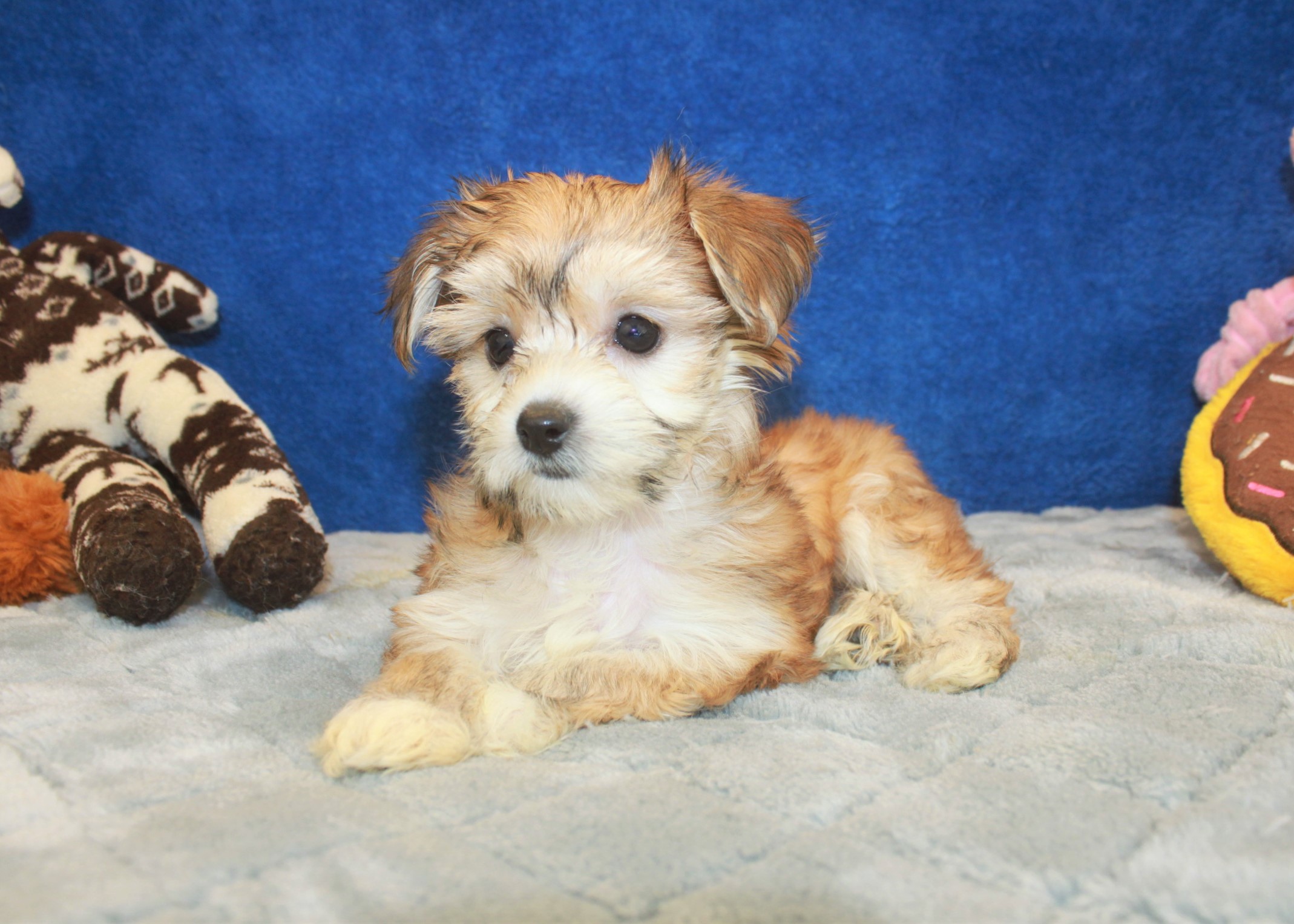 Yo-Chon Puppies For Sale - Long Island Puppies