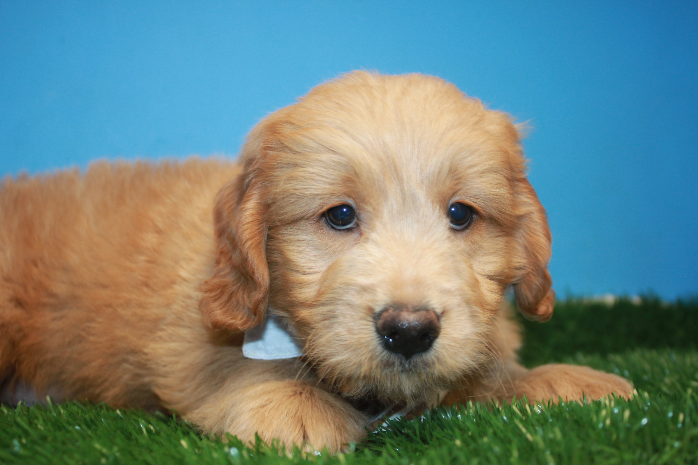 Mini Goldendoodle Puppies For Sale Long Island Puppies