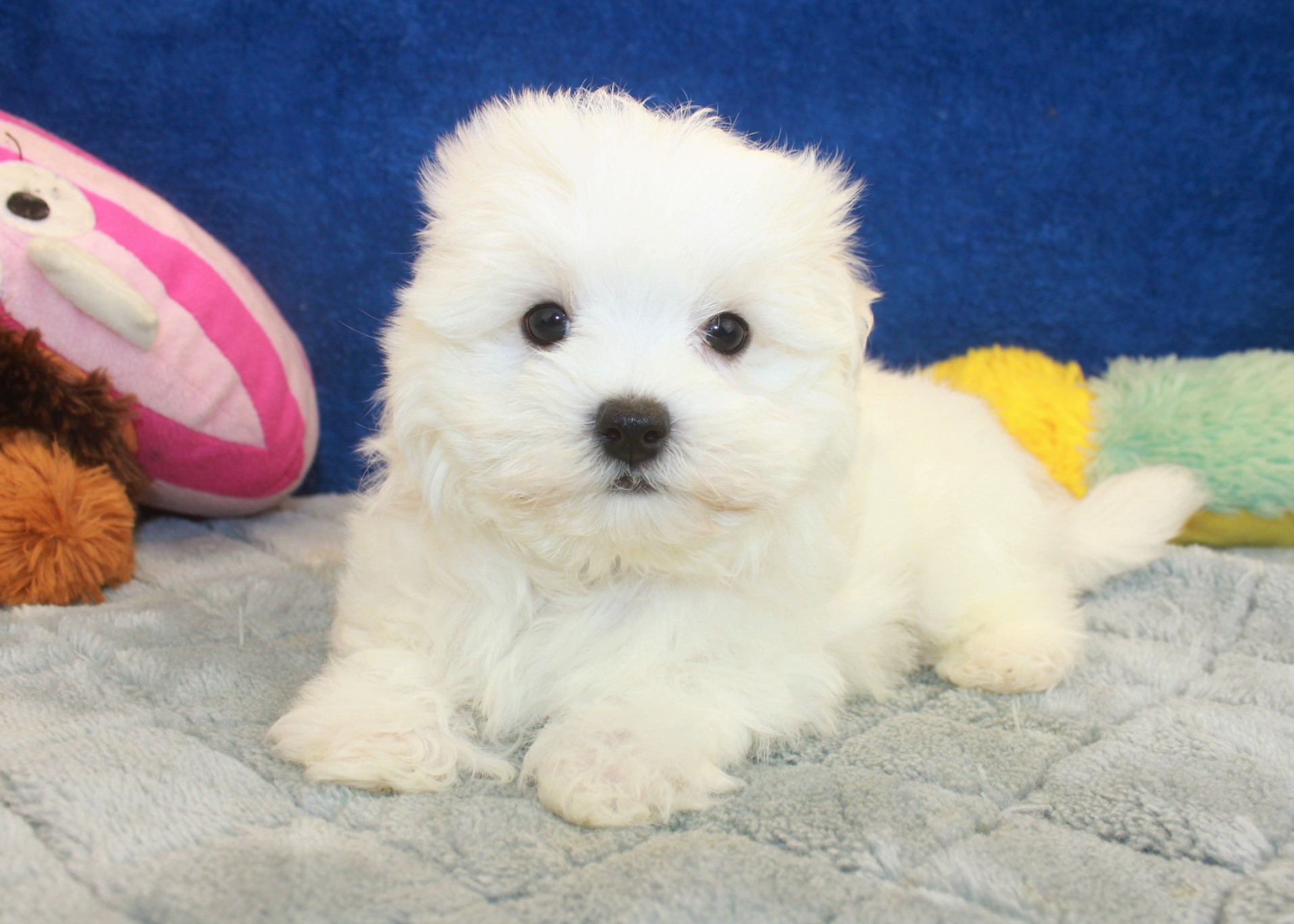 Maltese Puppies For Sale - Long Island Puppies