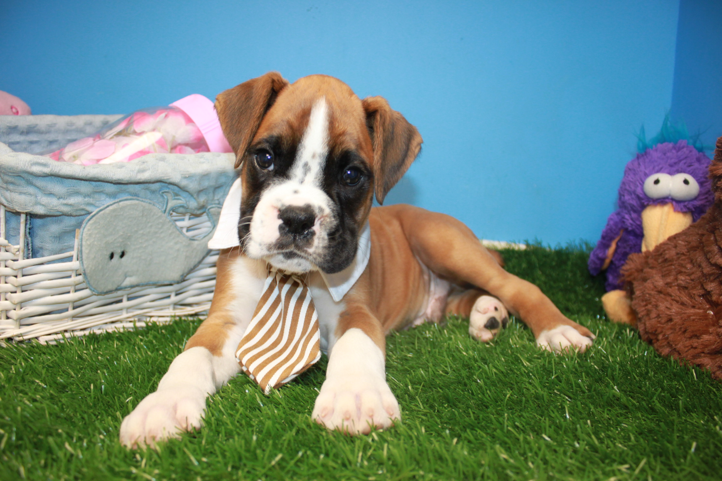 Boxer Puppies For Sale Long Island Puppies