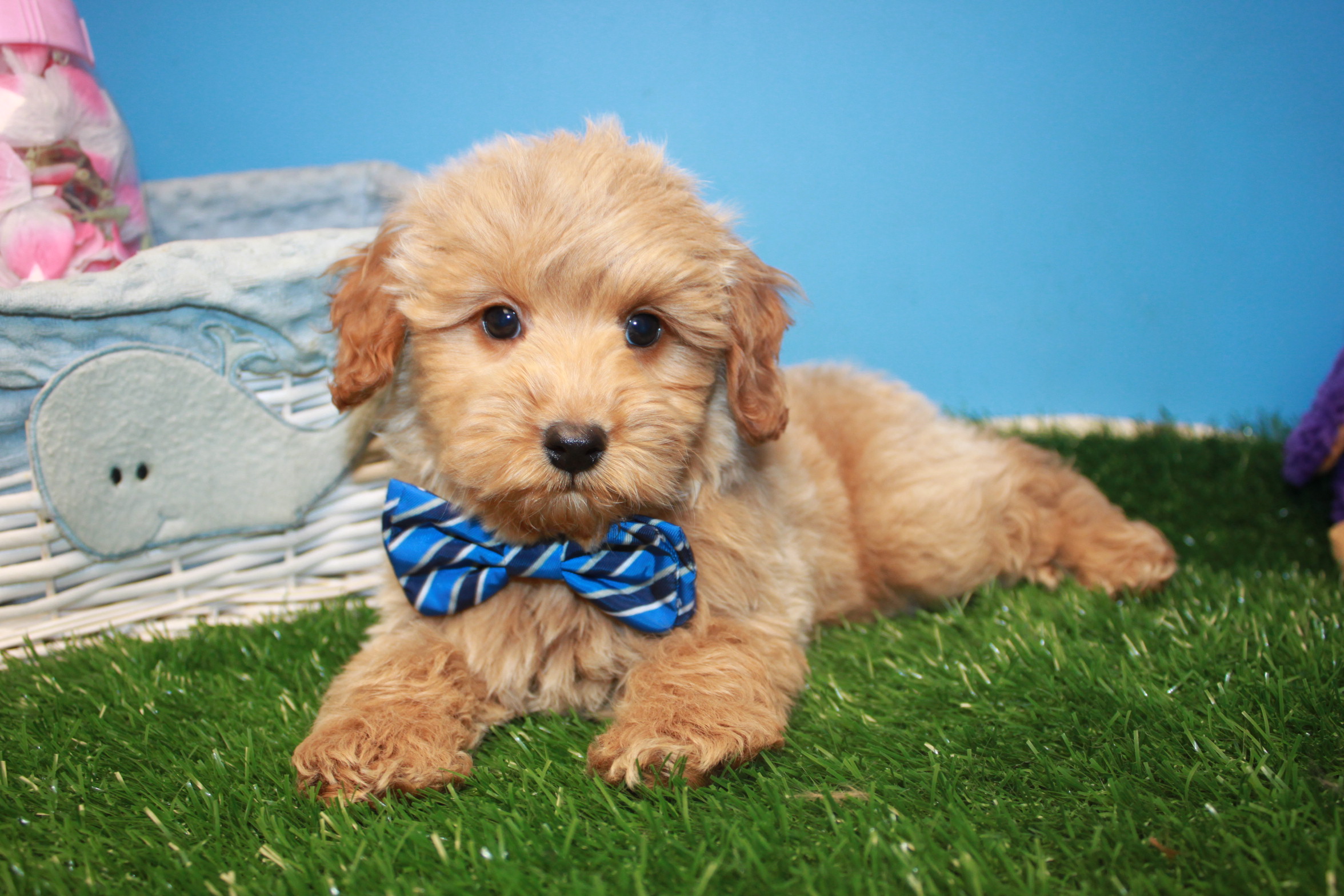 Mini Goldendoodle Puppies For Sale Long Island Puppies