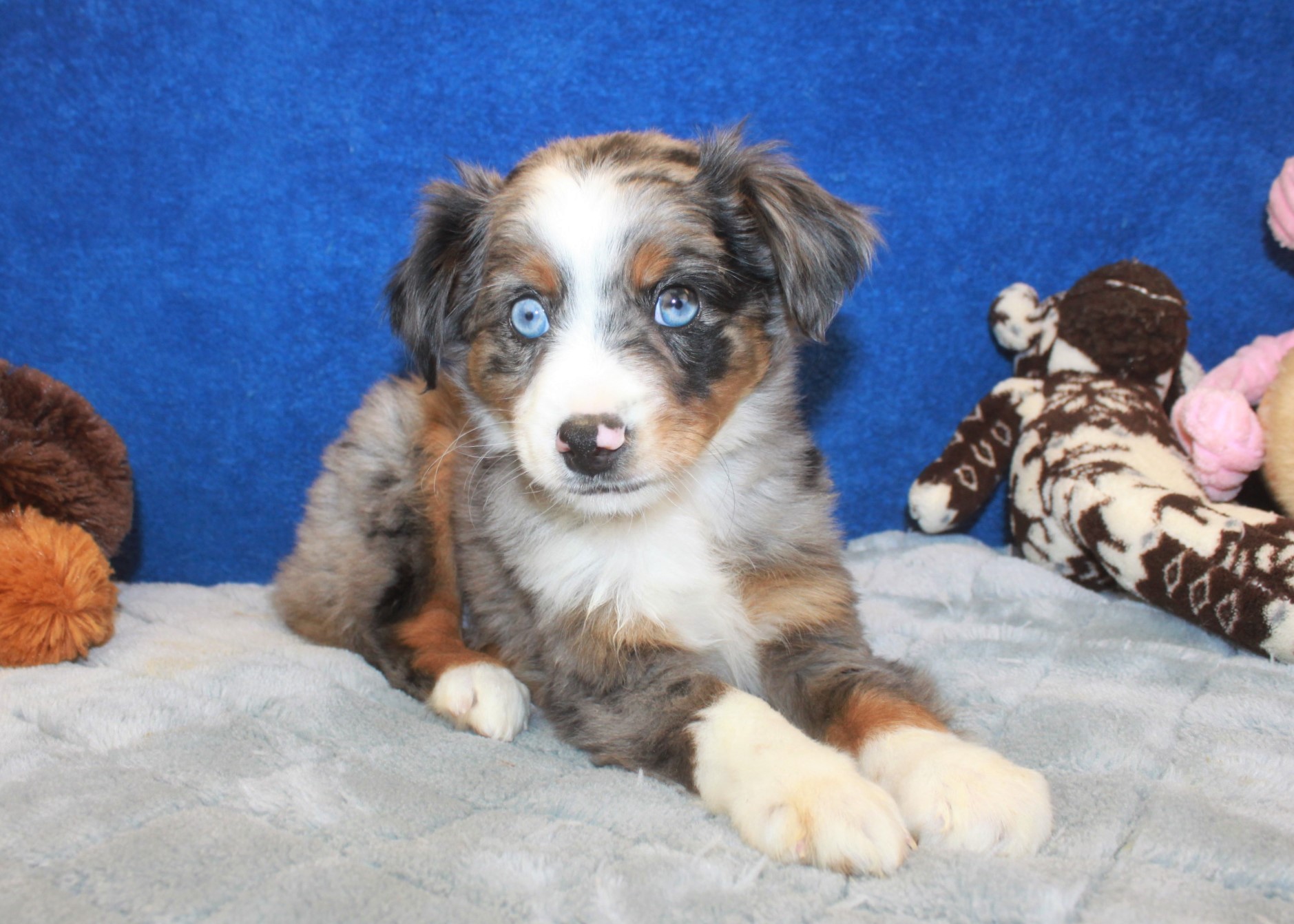 Hicksville - Available Puppies - Long Island Puppies