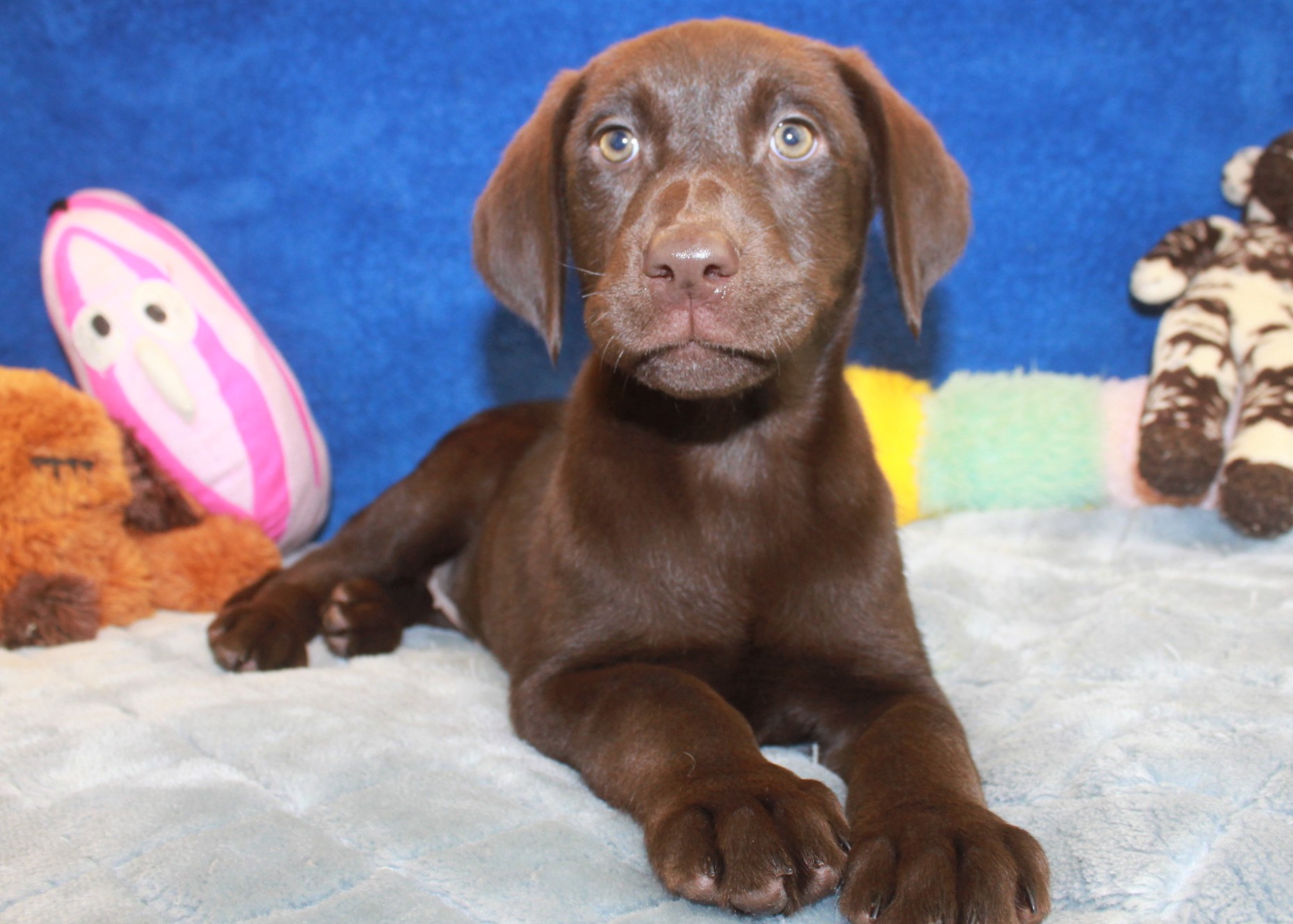 Labrador Retriever Puppies For Sale - Long Island Puppies