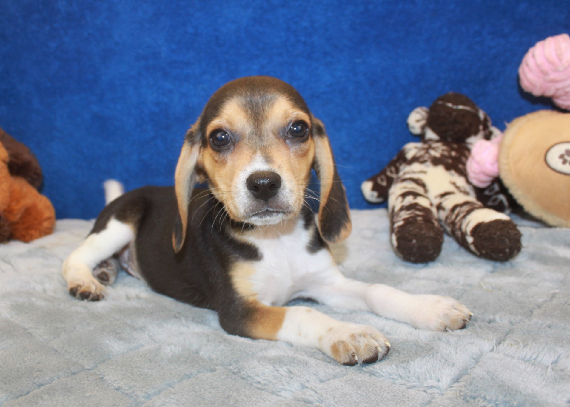 Hicksville - Available Puppies - Long Island Puppies