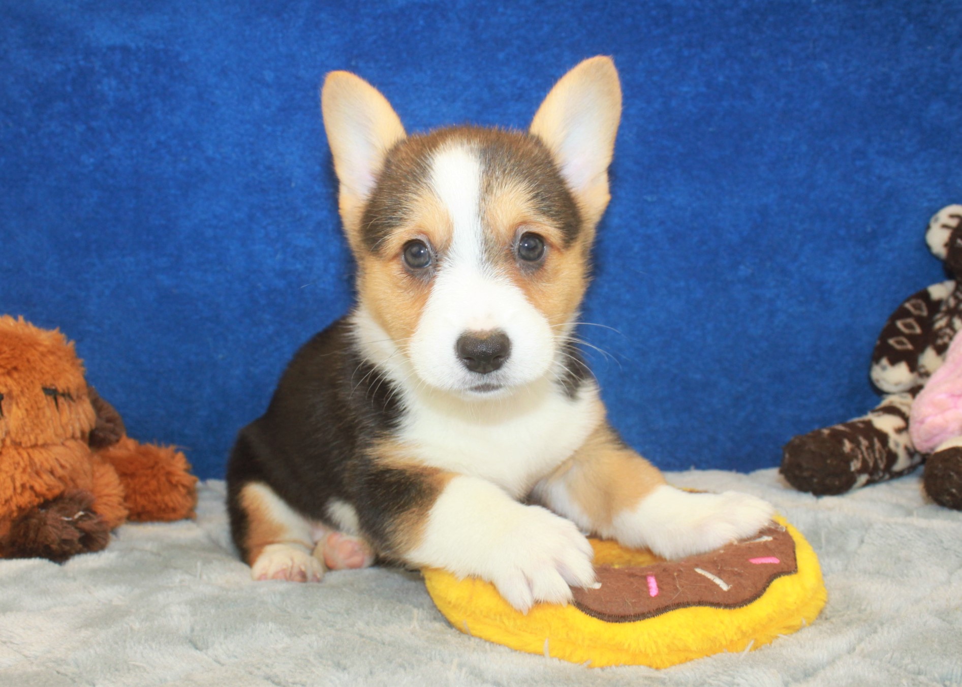 Pembroke Welsh Corgi Puppies For Sale - Long Island Puppies