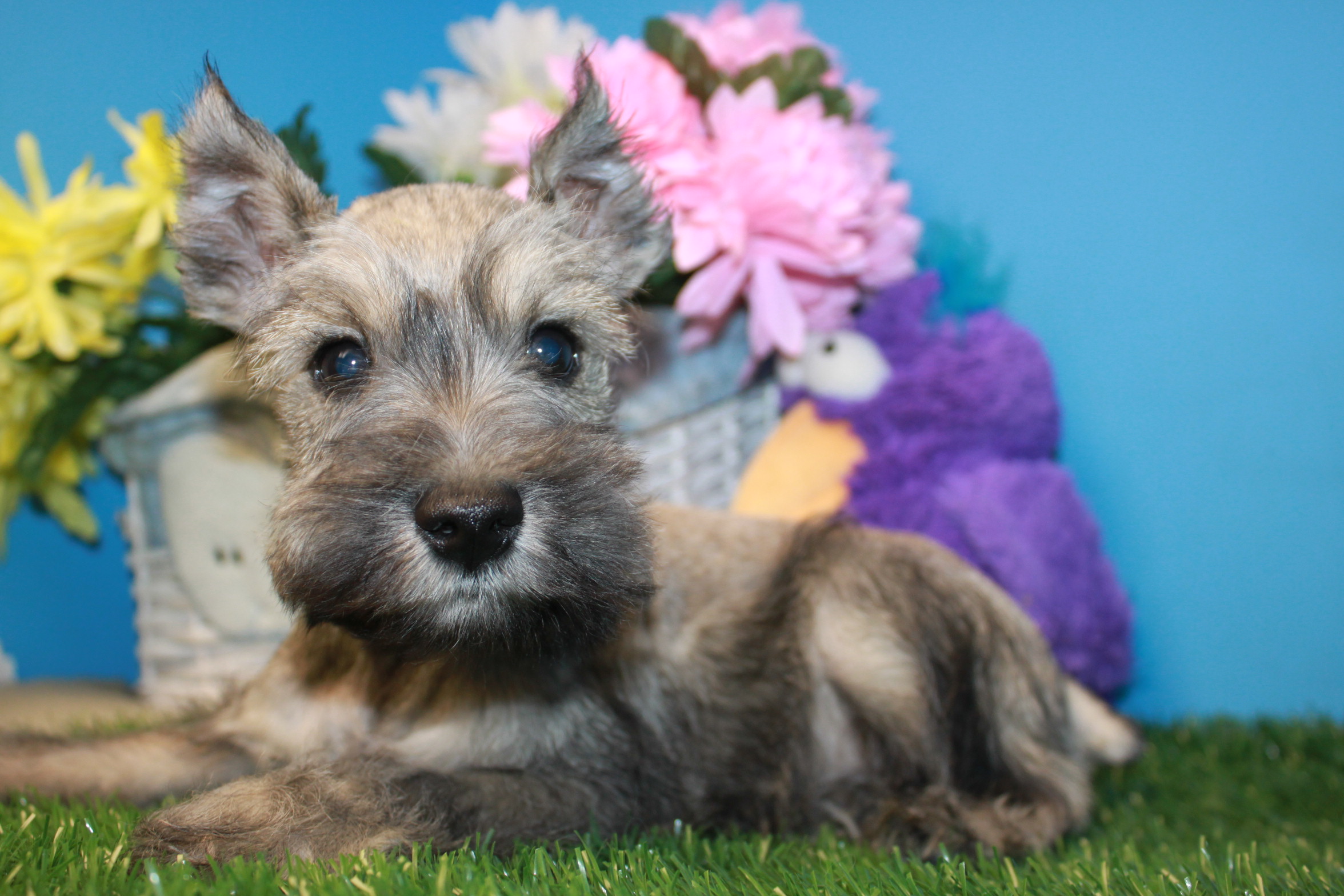 Miniature Schnauzer Puppies For Sale - Long Island Puppies