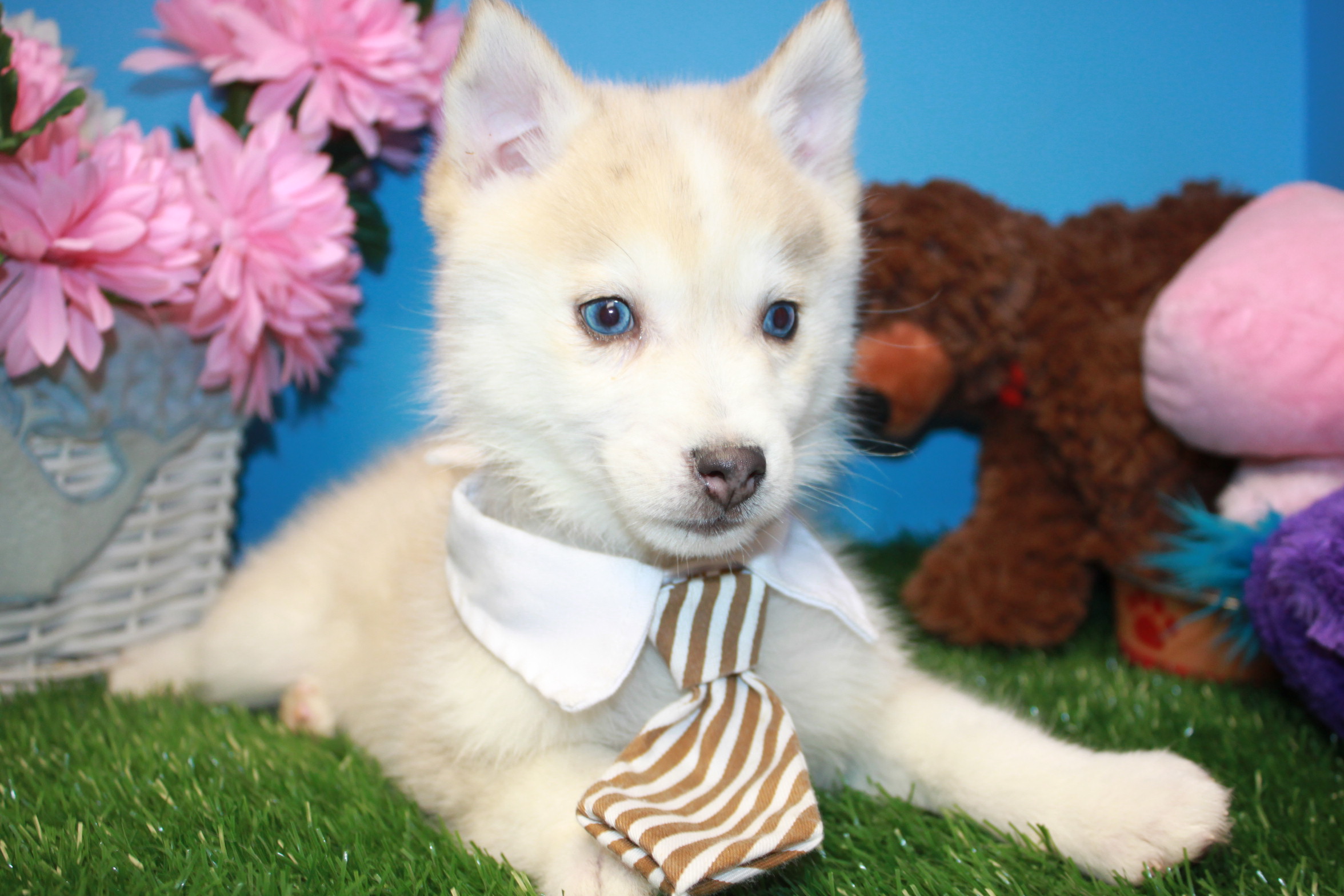 Pomsky Puppies For Sale - Long Island Puppies