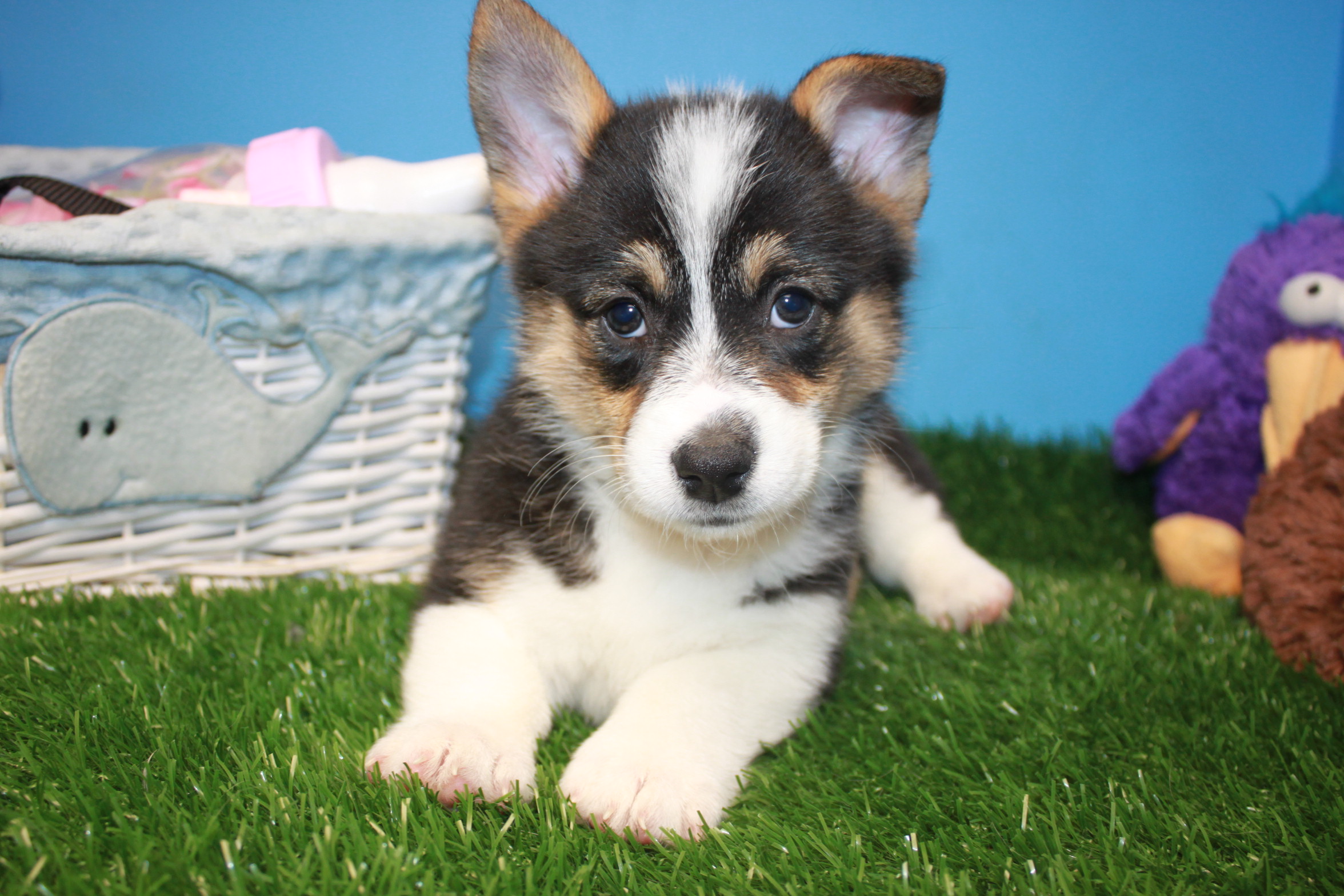 Pembroke Welsh Corgi Puppies For Sale - Long Island Puppies