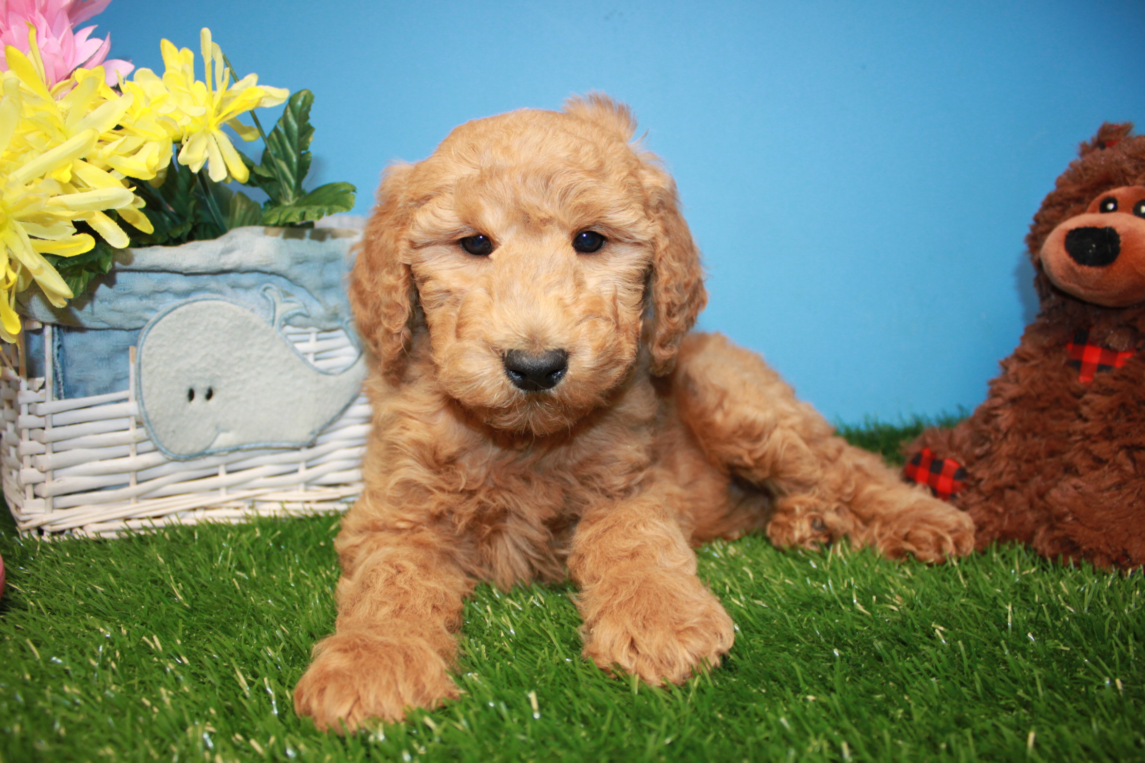 Goldendoodle Puppies For Sale Long Island Puppies