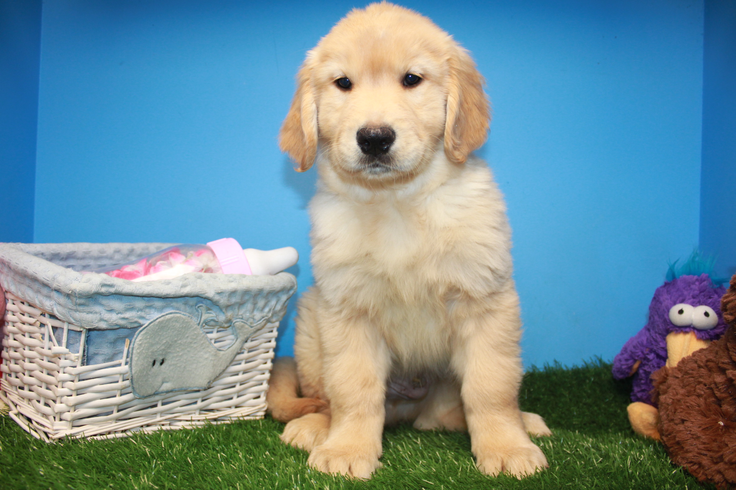 Golden Retriever Puppies For Sale - Long Island Puppies