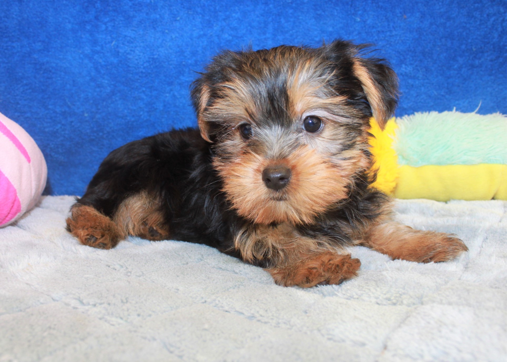 Yorkshire Terrier Puppies For Sale - Long Island Puppies