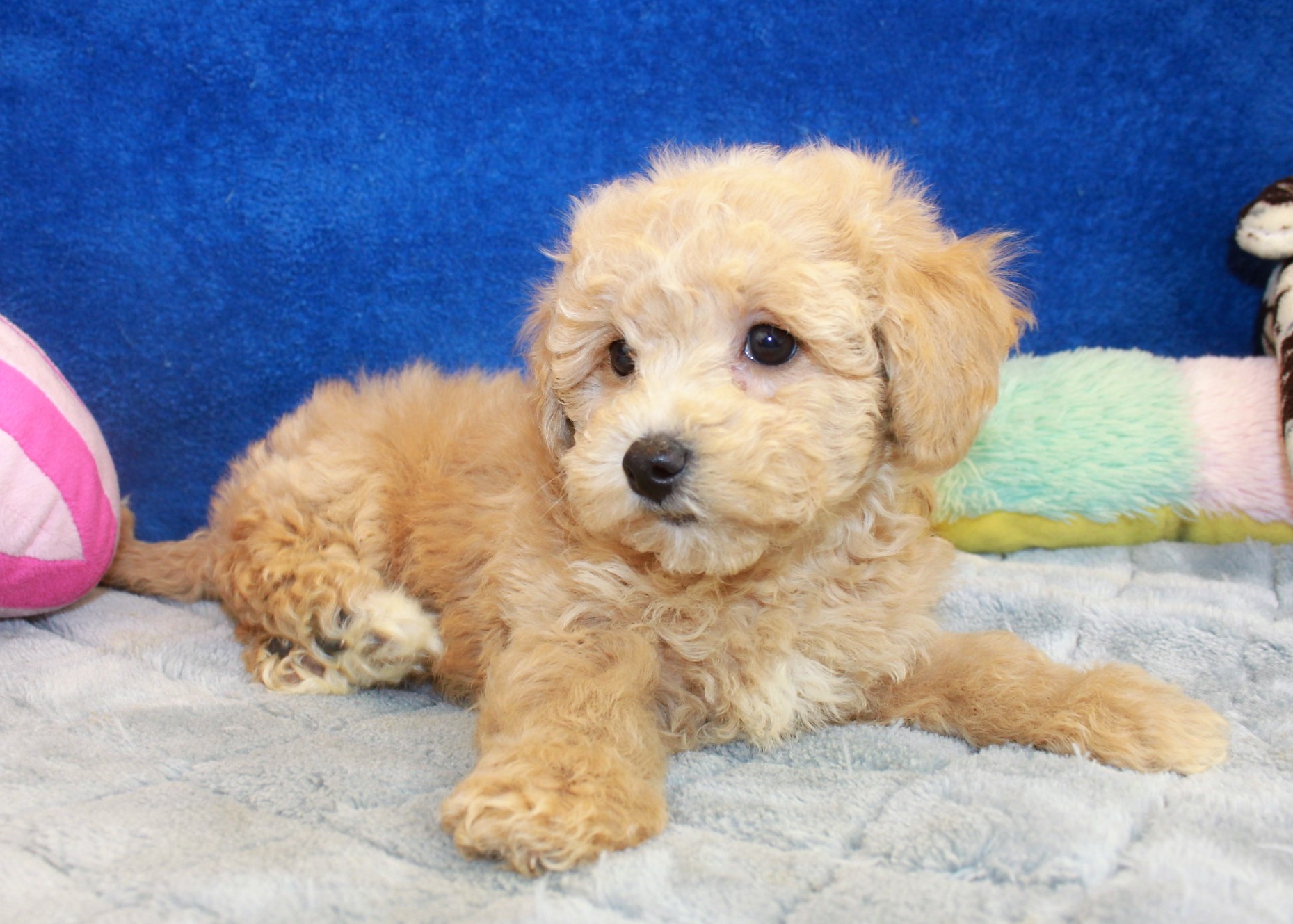 Malti Poo Puppies For Sale - Long Island Puppies