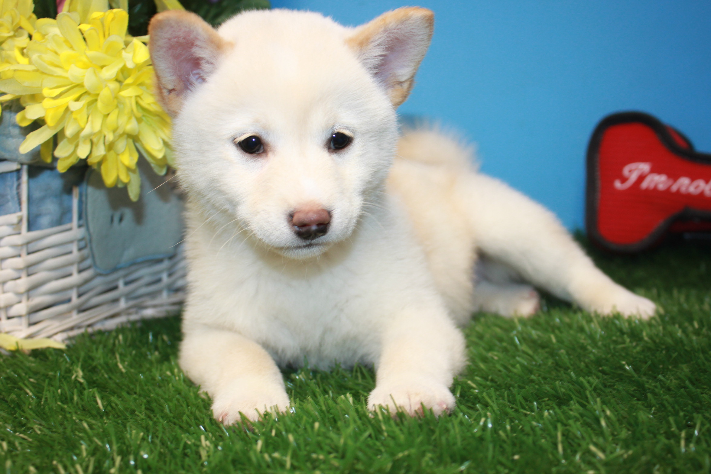 Shiba Inu Puppies For Sale Long Island Puppies