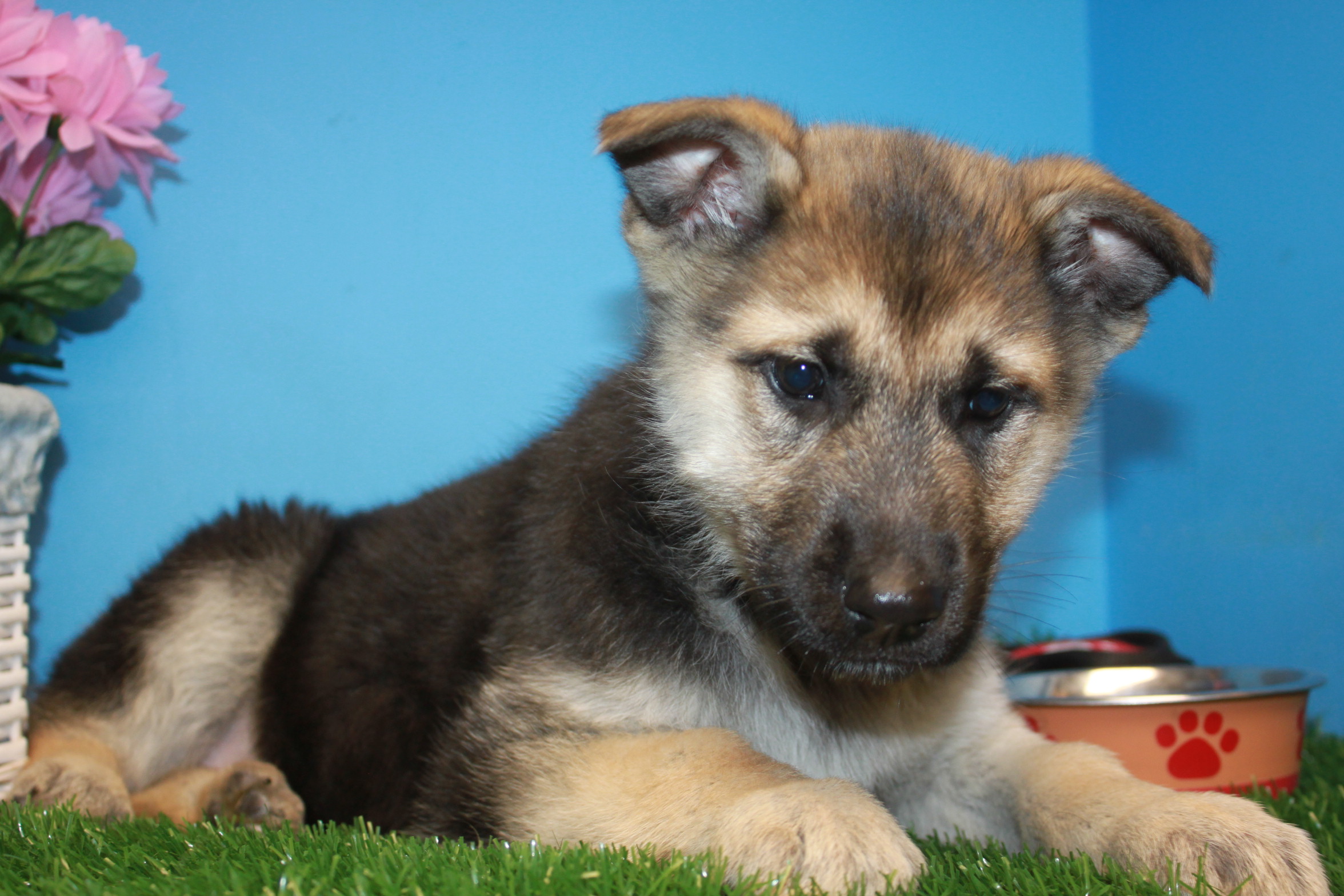 German Shepherd Puppies For Sale - Long Island Puppies