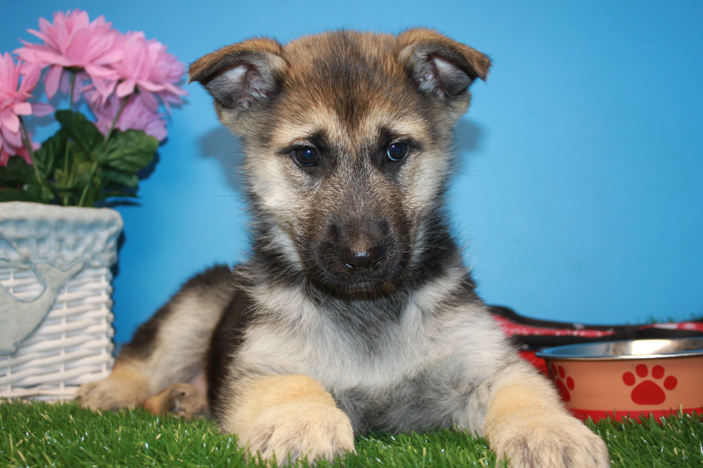 German Shepherd Puppies For Sale Long Island Puppies