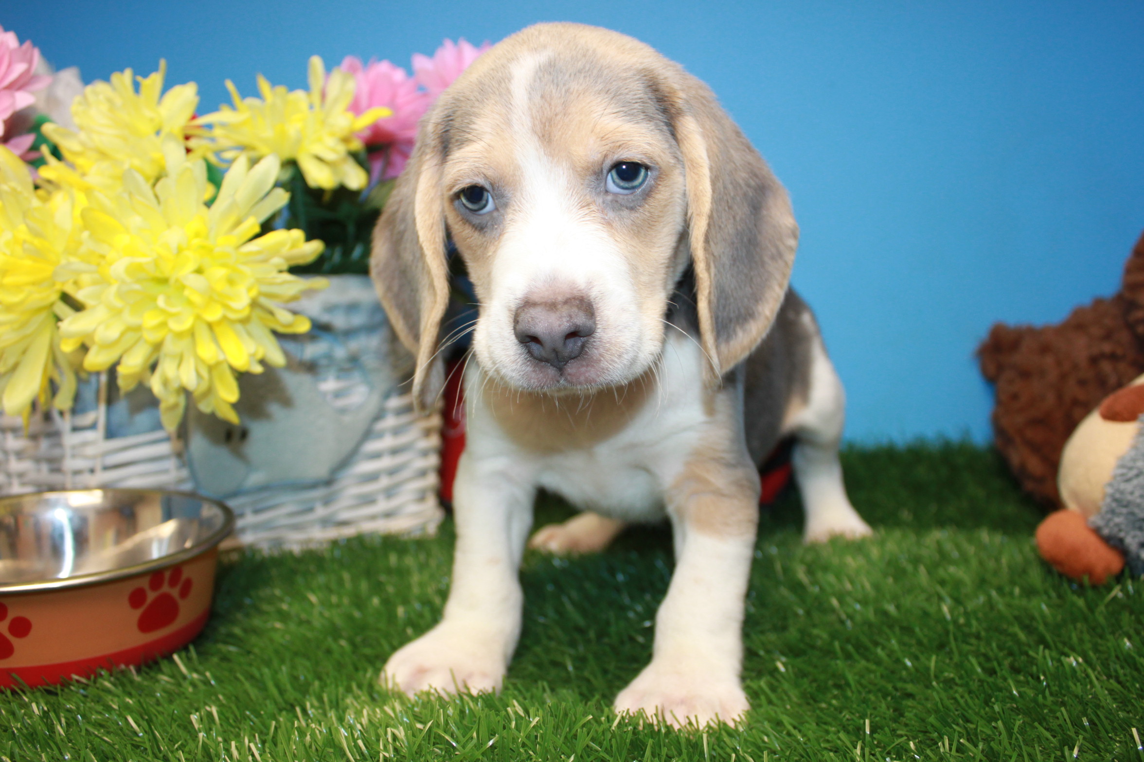 Beagle Puppies For Sale - Long Island Puppies