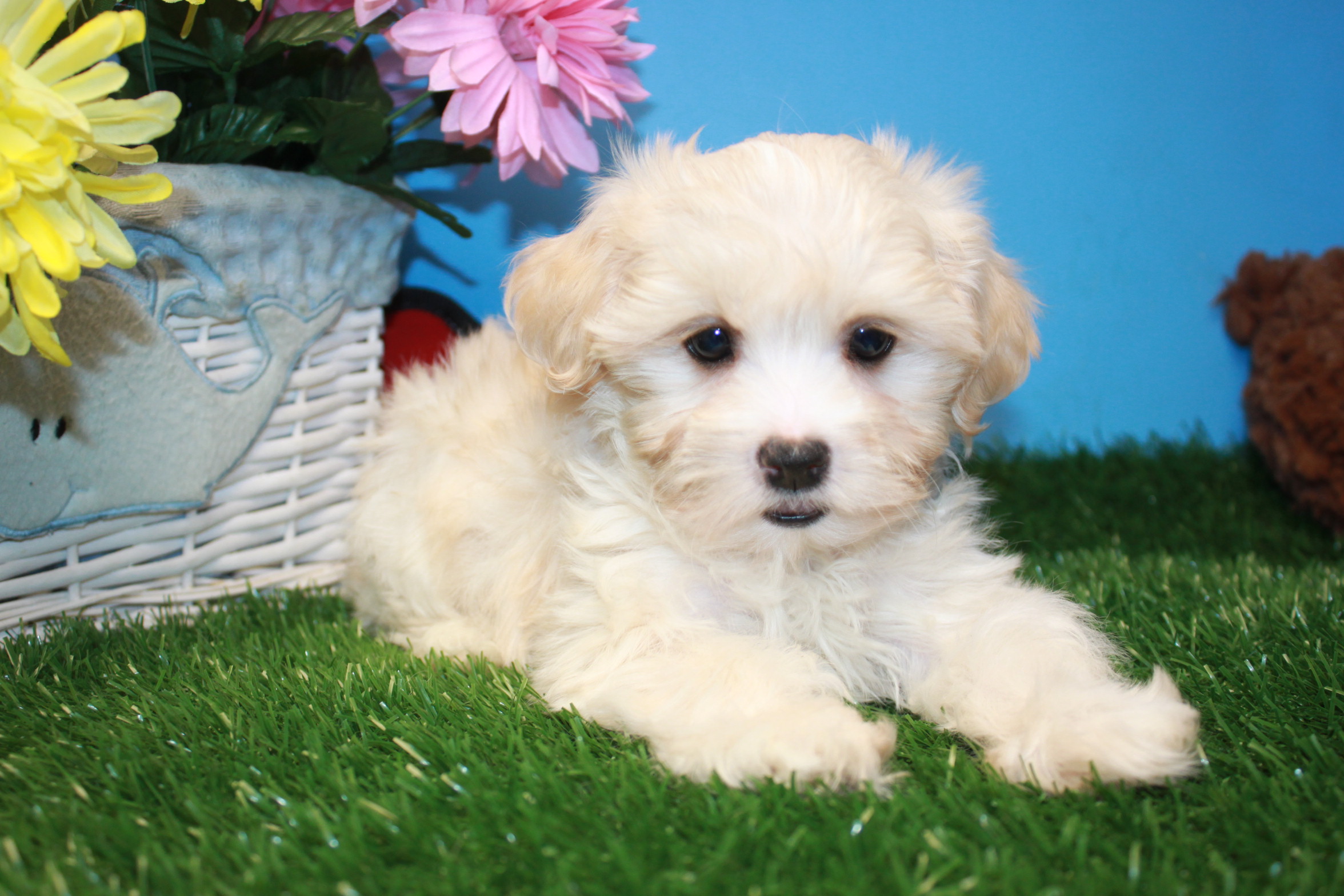 Schnoodle Puppies For Sale - Long Island Puppies