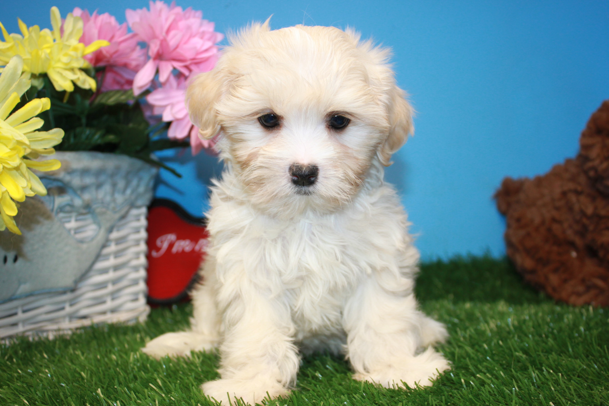 Schnoodle Puppies For Sale - Long Island Puppies