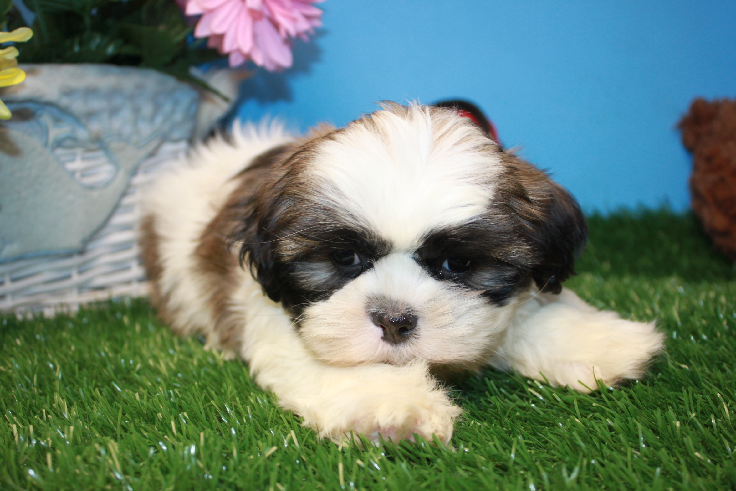 Shih-Tzu Puppies For Sale - Long Island Puppies